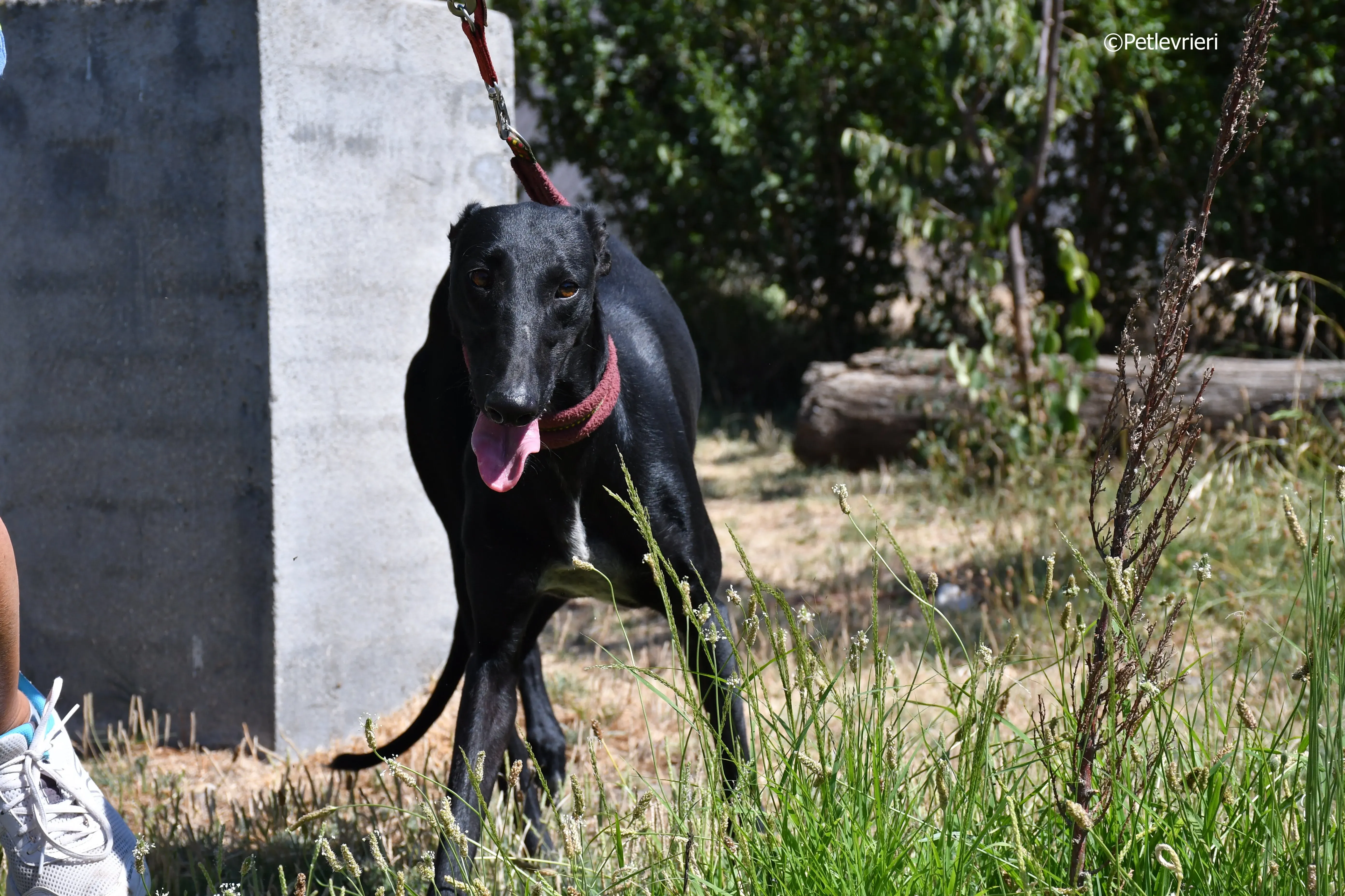 shamira adozione levrieri galgo 18