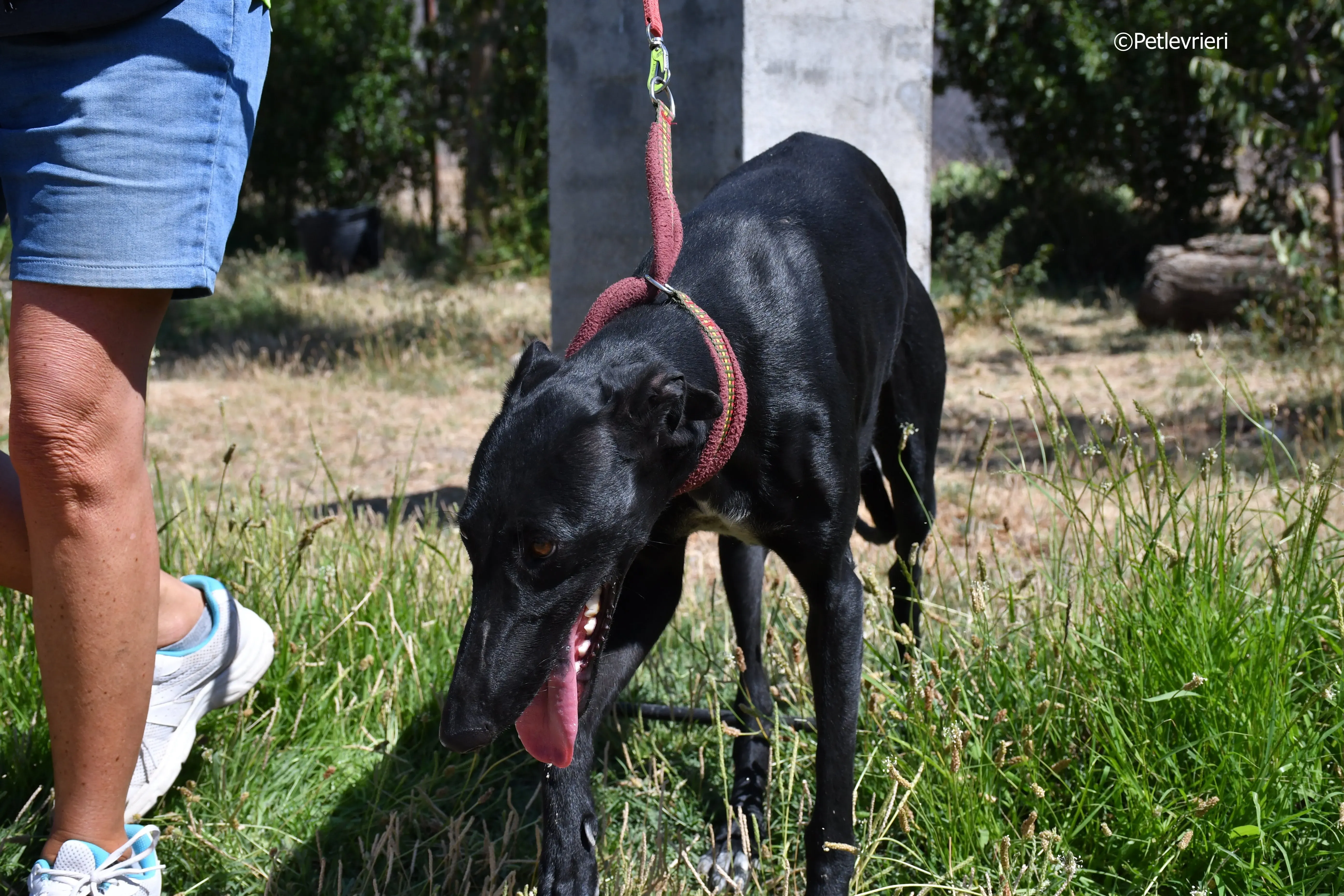 shamira adozione levrieri galgo 19