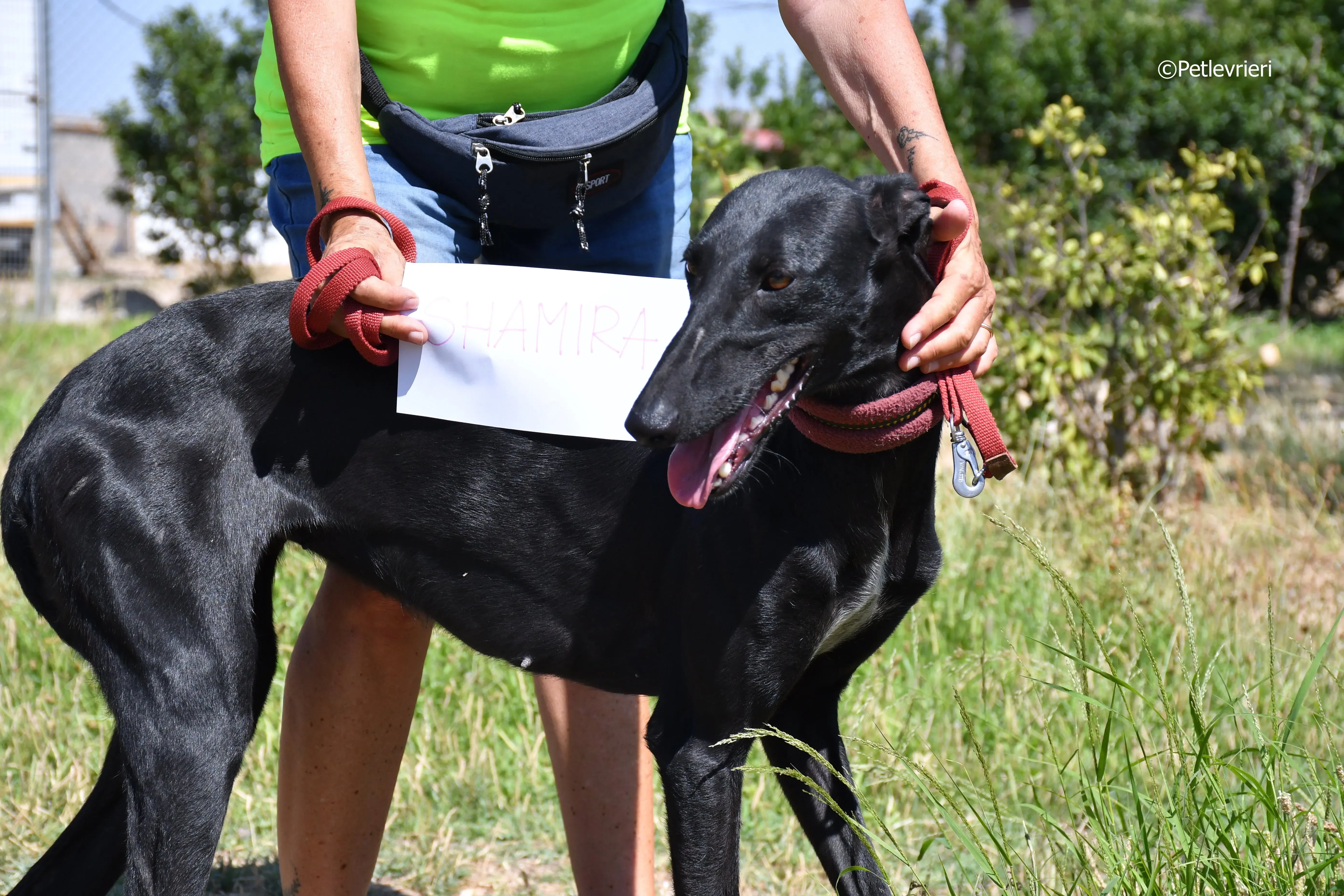 shamira adozione levrieri galgo 2