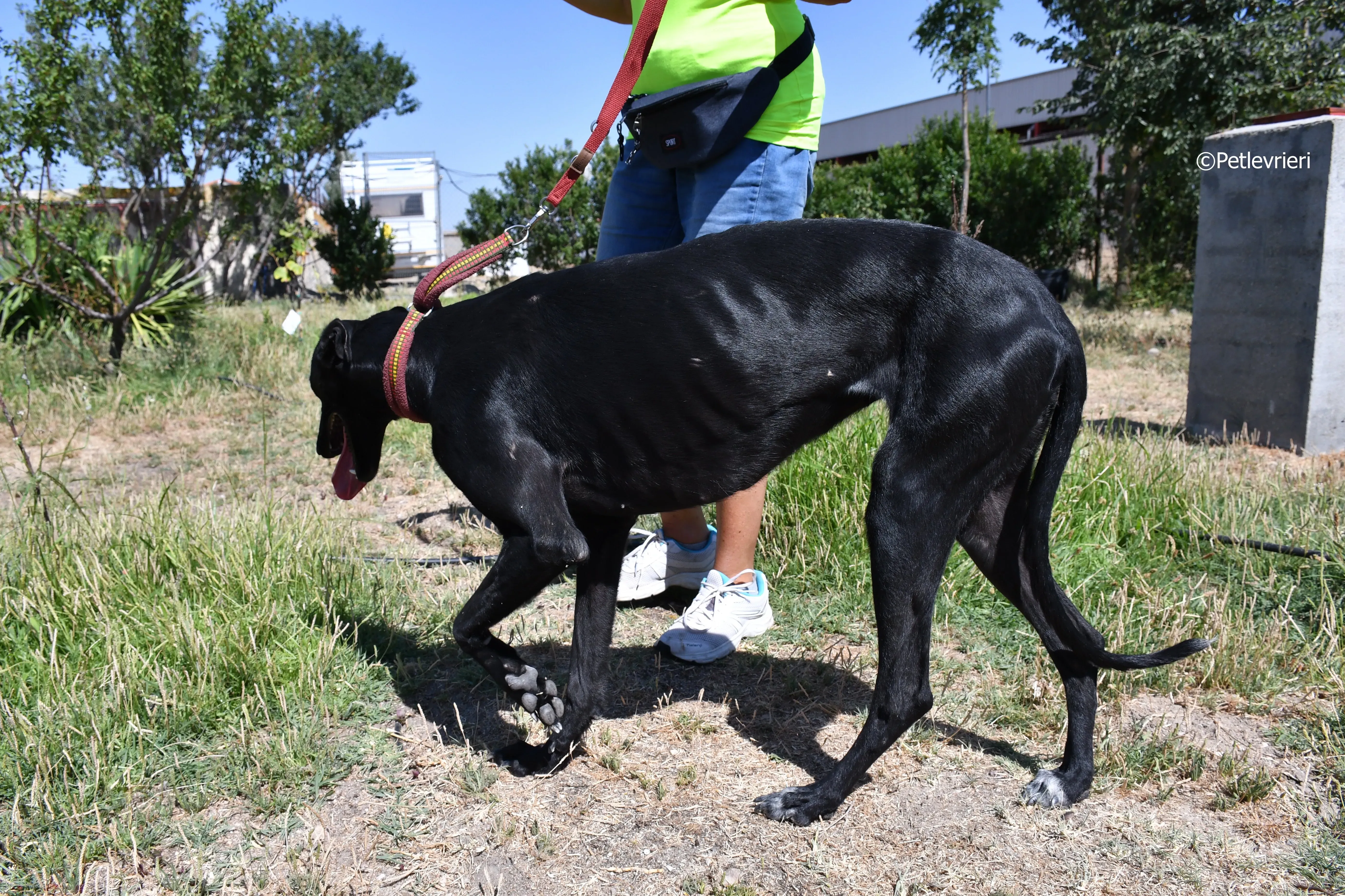 shamira adozione levrieri galgo 20