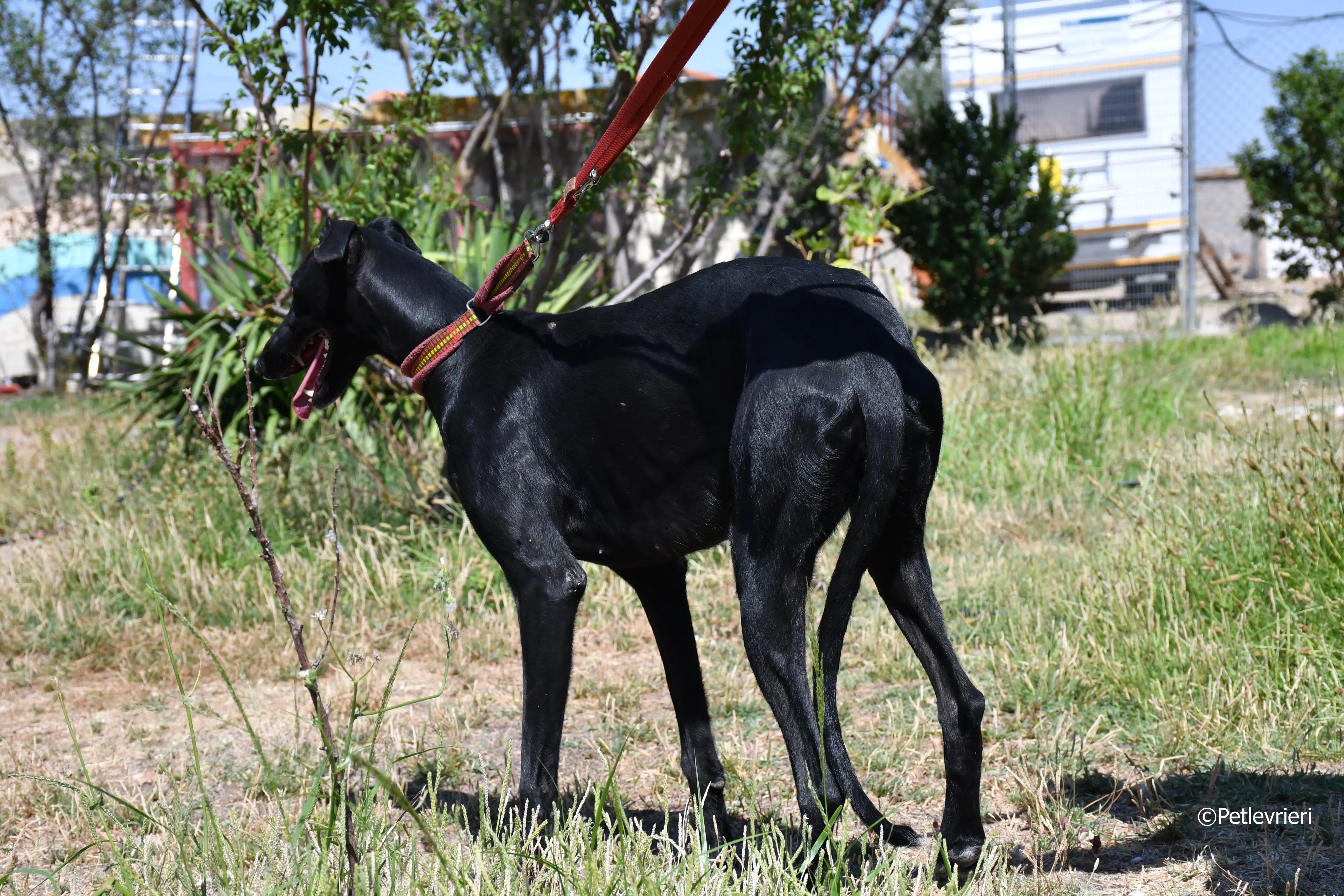 shamira adozione levrieri galgo 21