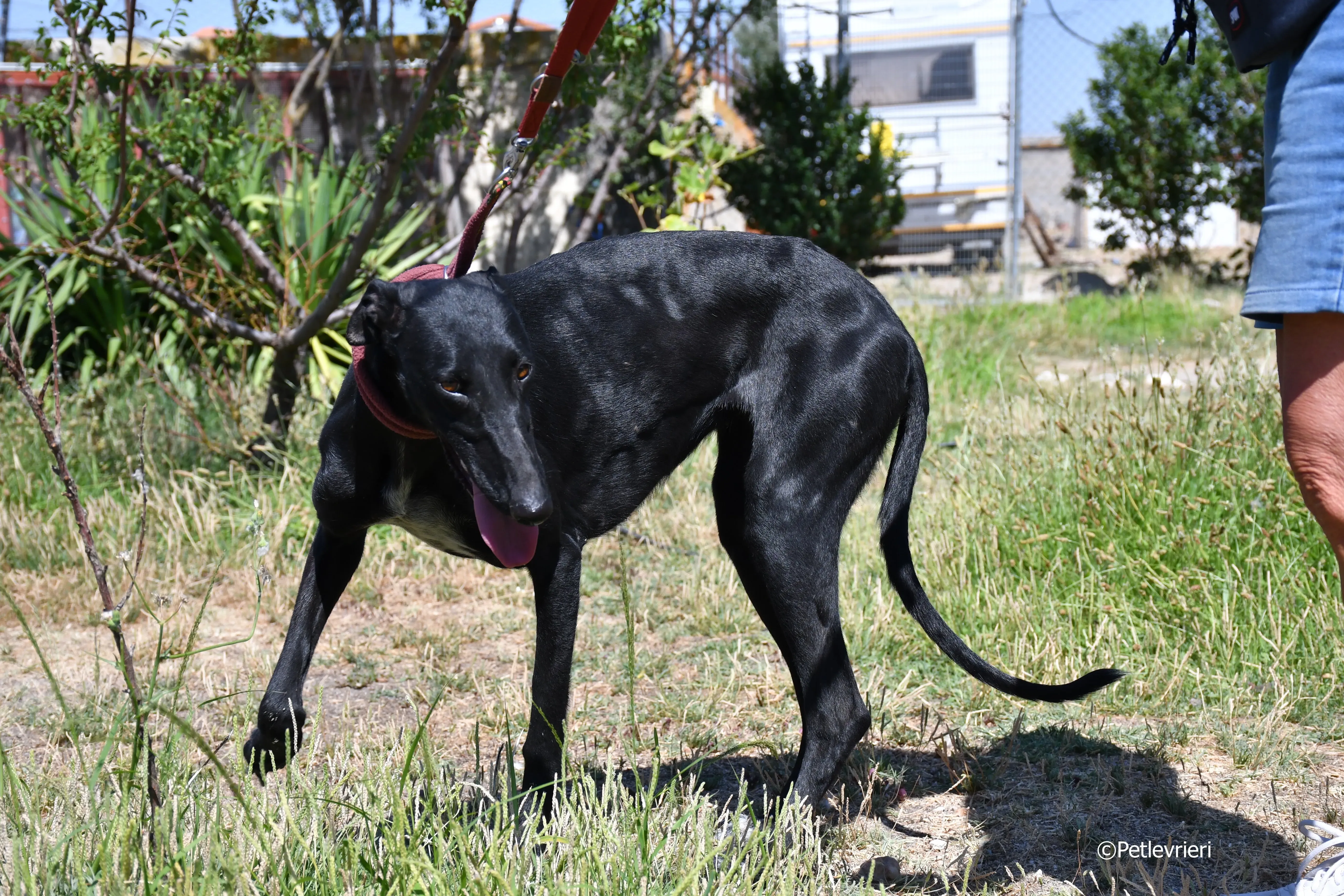 shamira adozione levrieri galgo 22