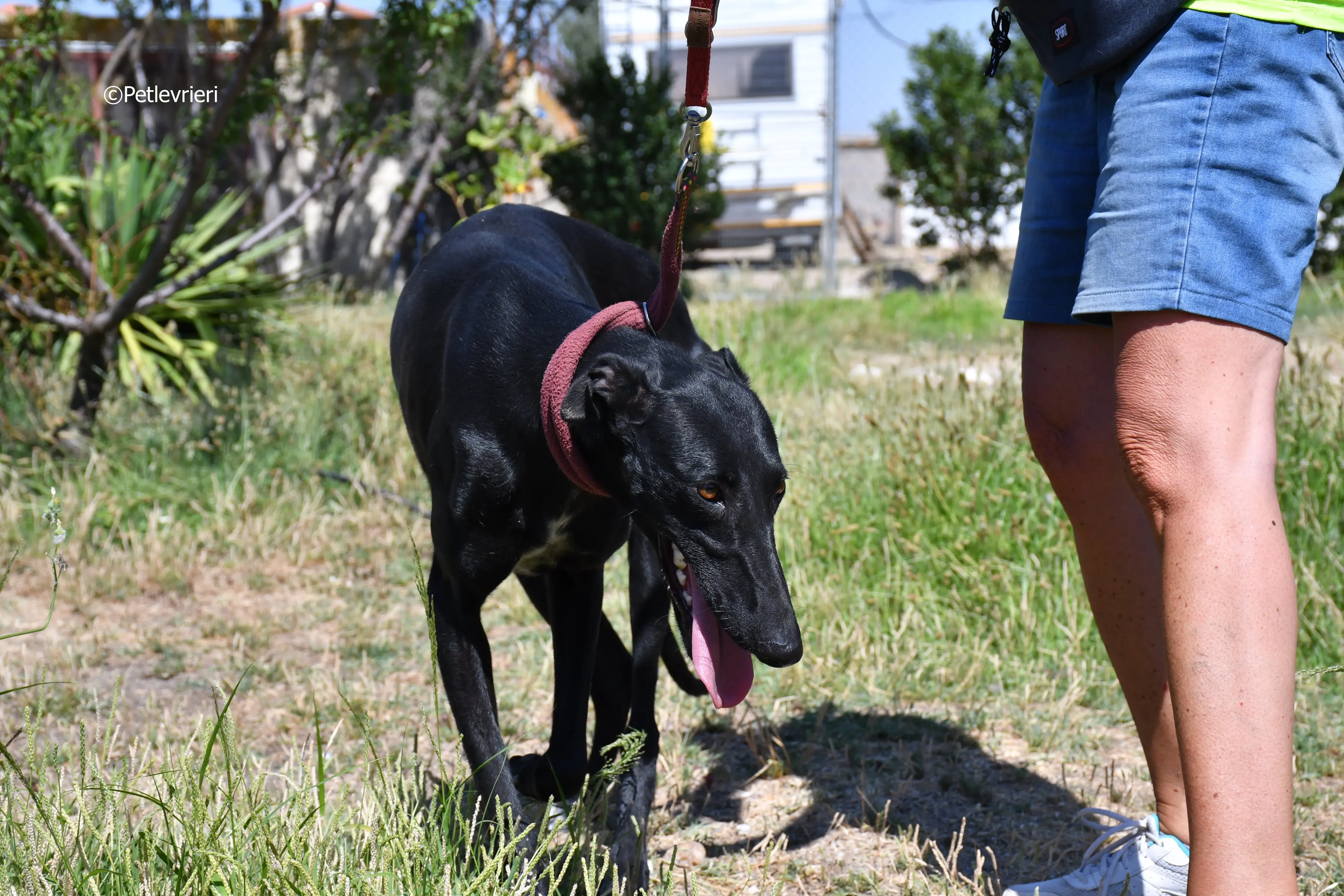 shamira adozione levrieri galgo 23