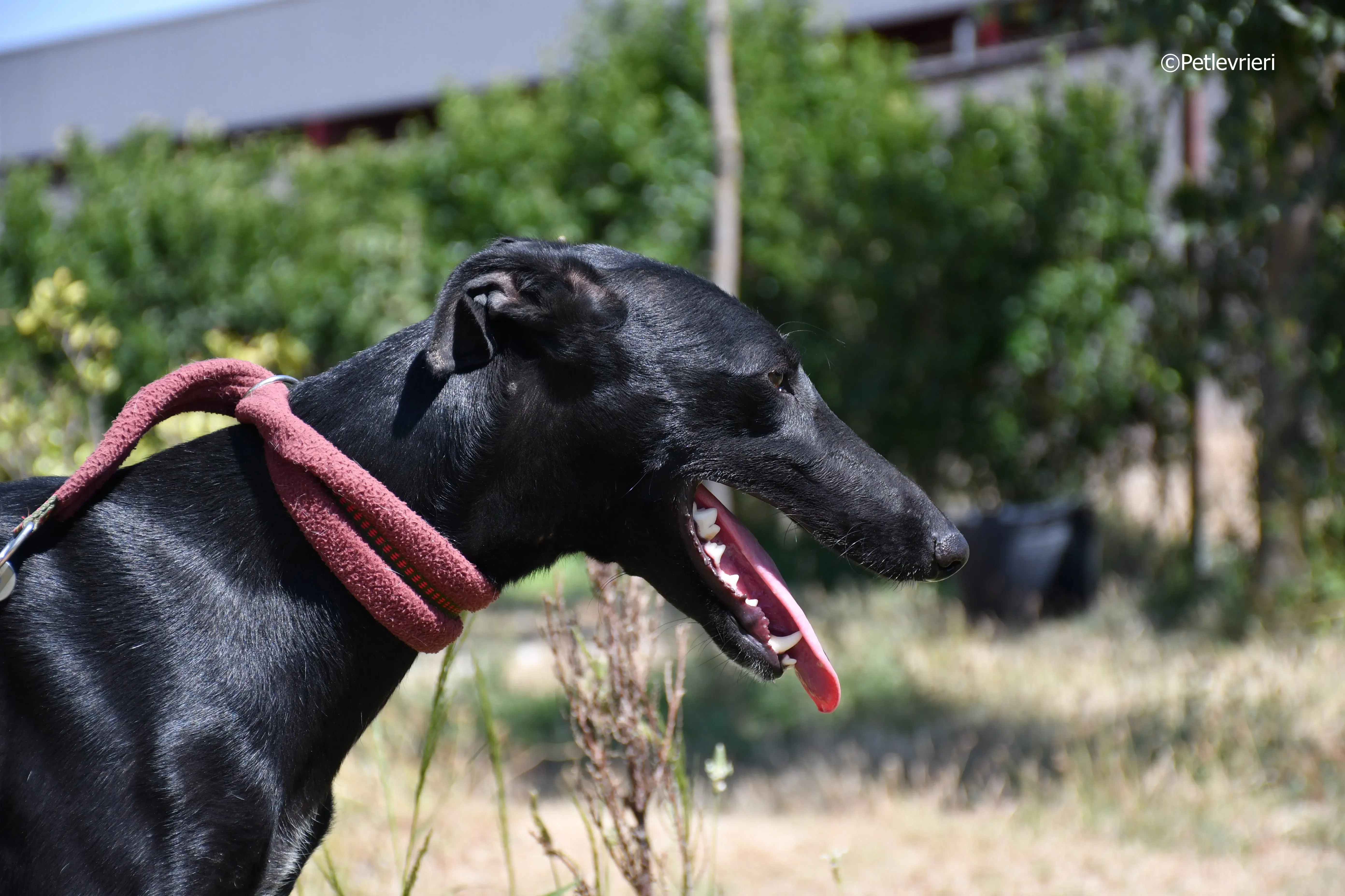 shamira adozione levrieri galgo 24
