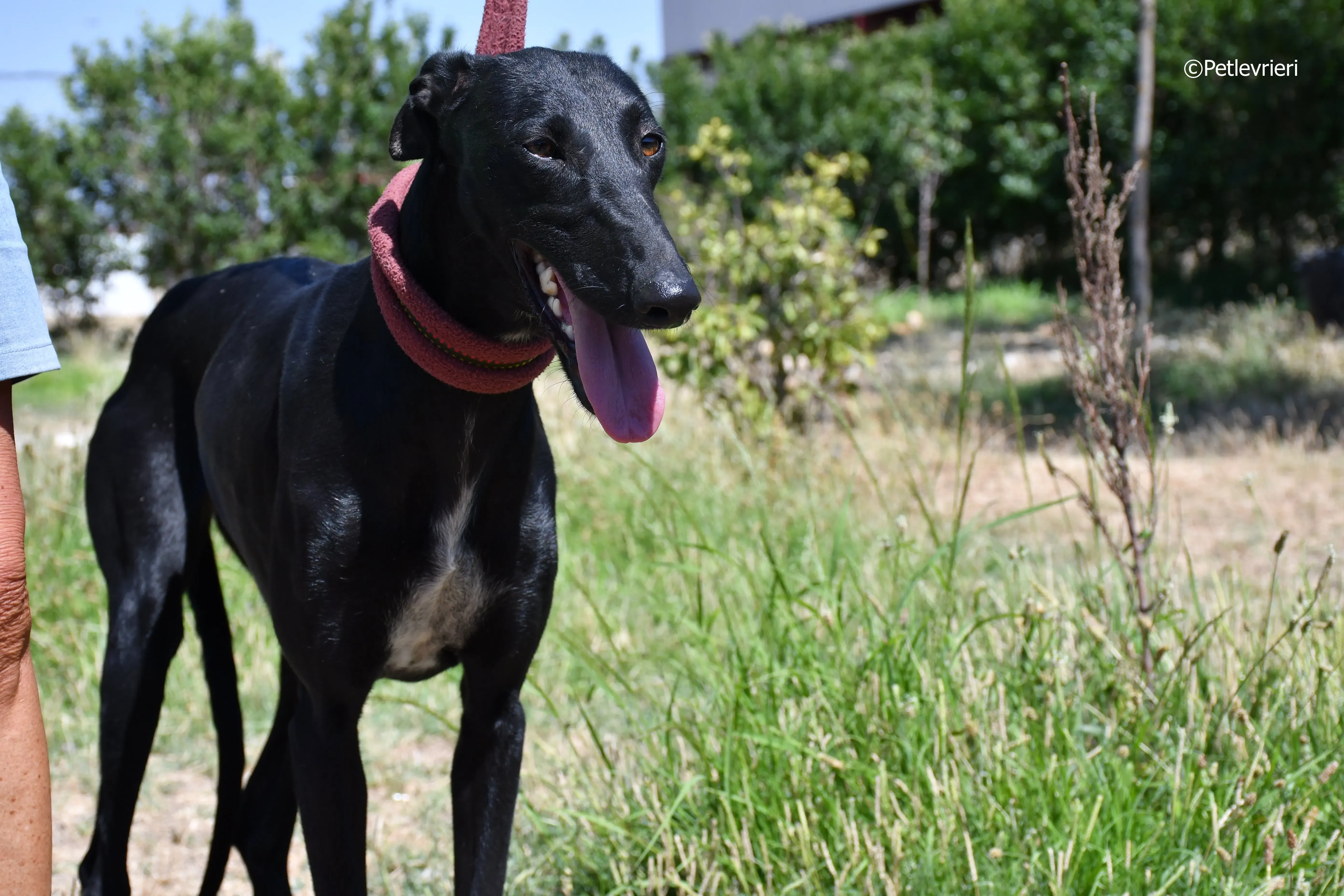 shamira adozione levrieri galgo 25