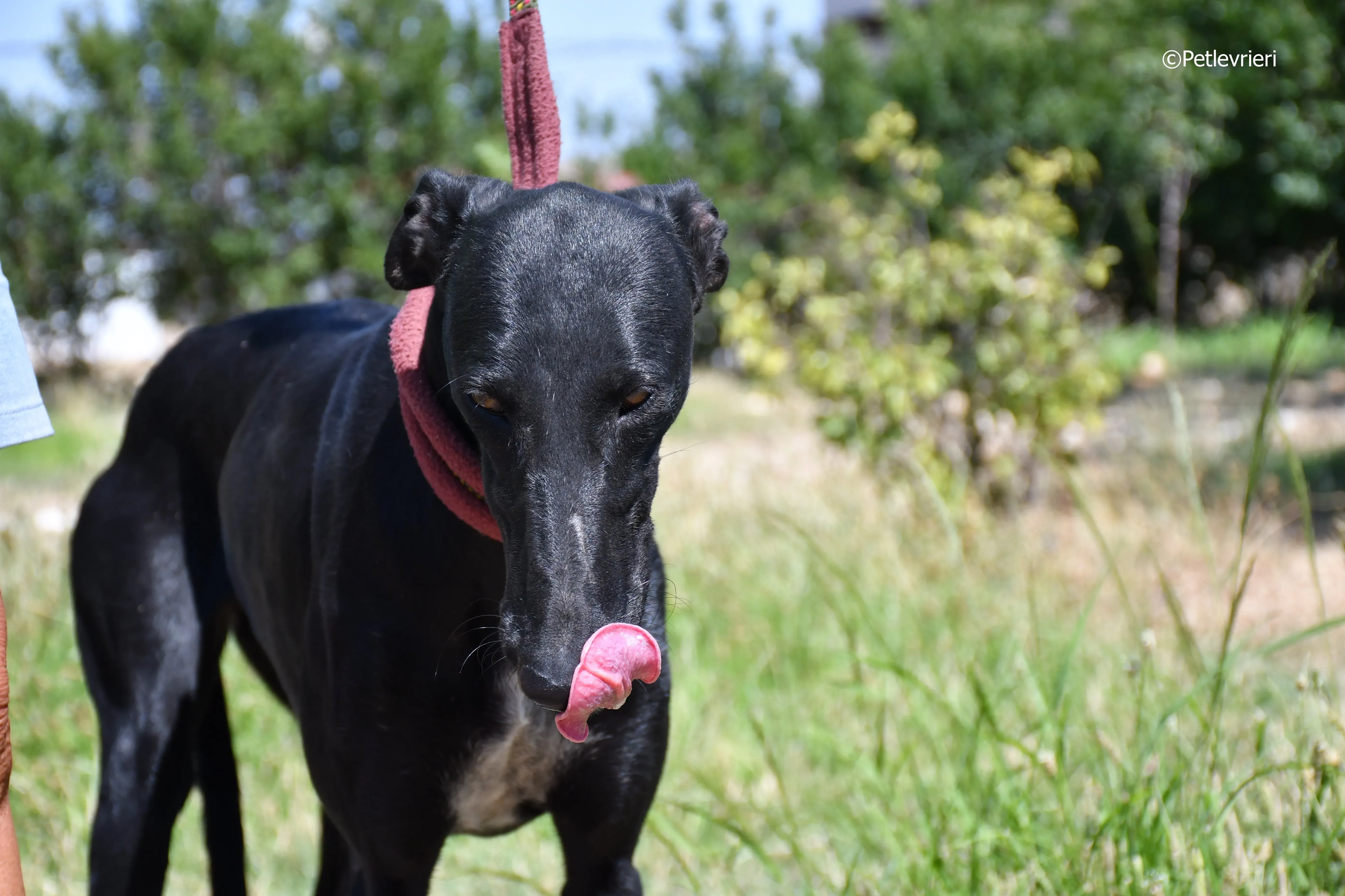 shamira adozione levrieri galgo 26