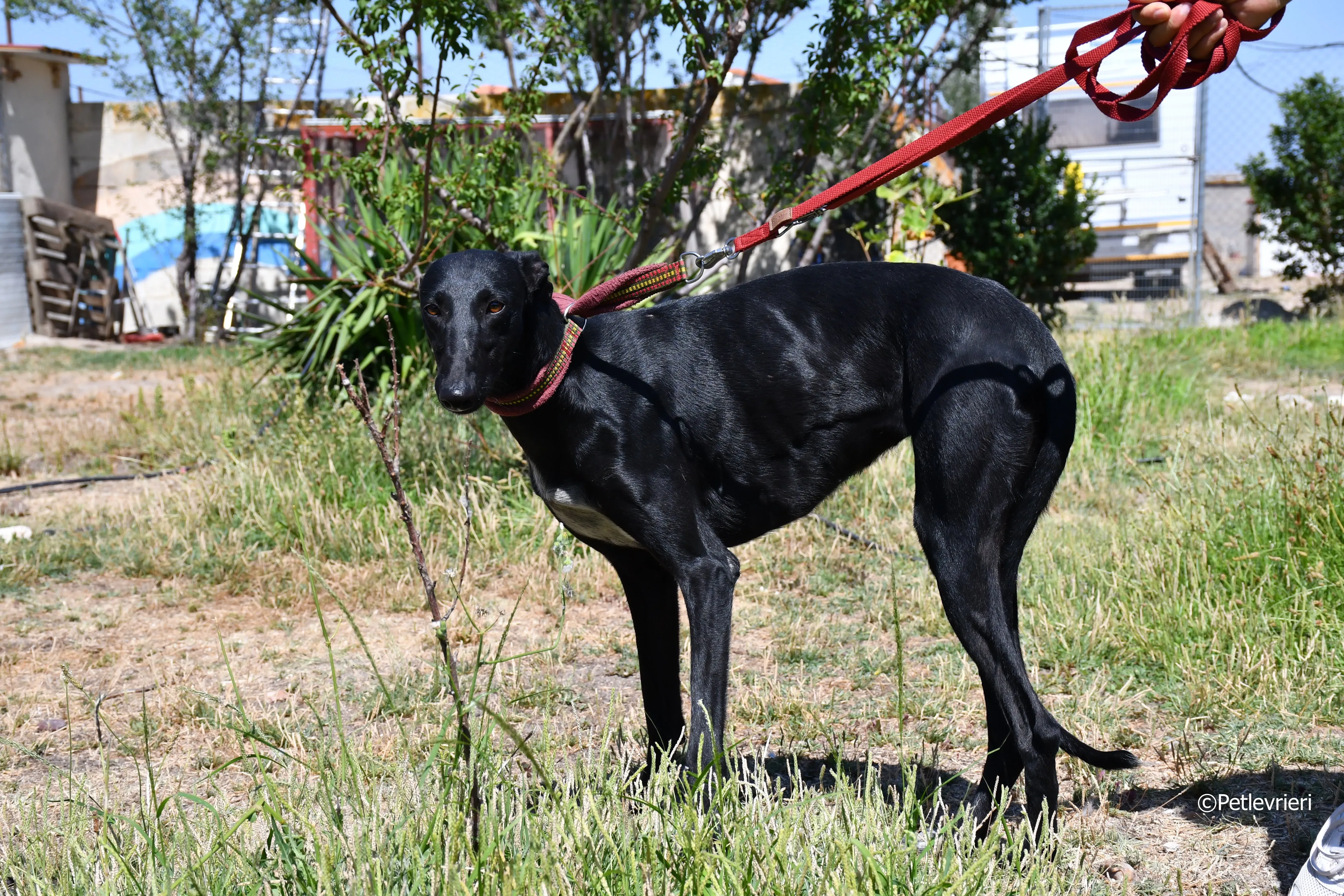 shamira adozione levrieri galgo 5