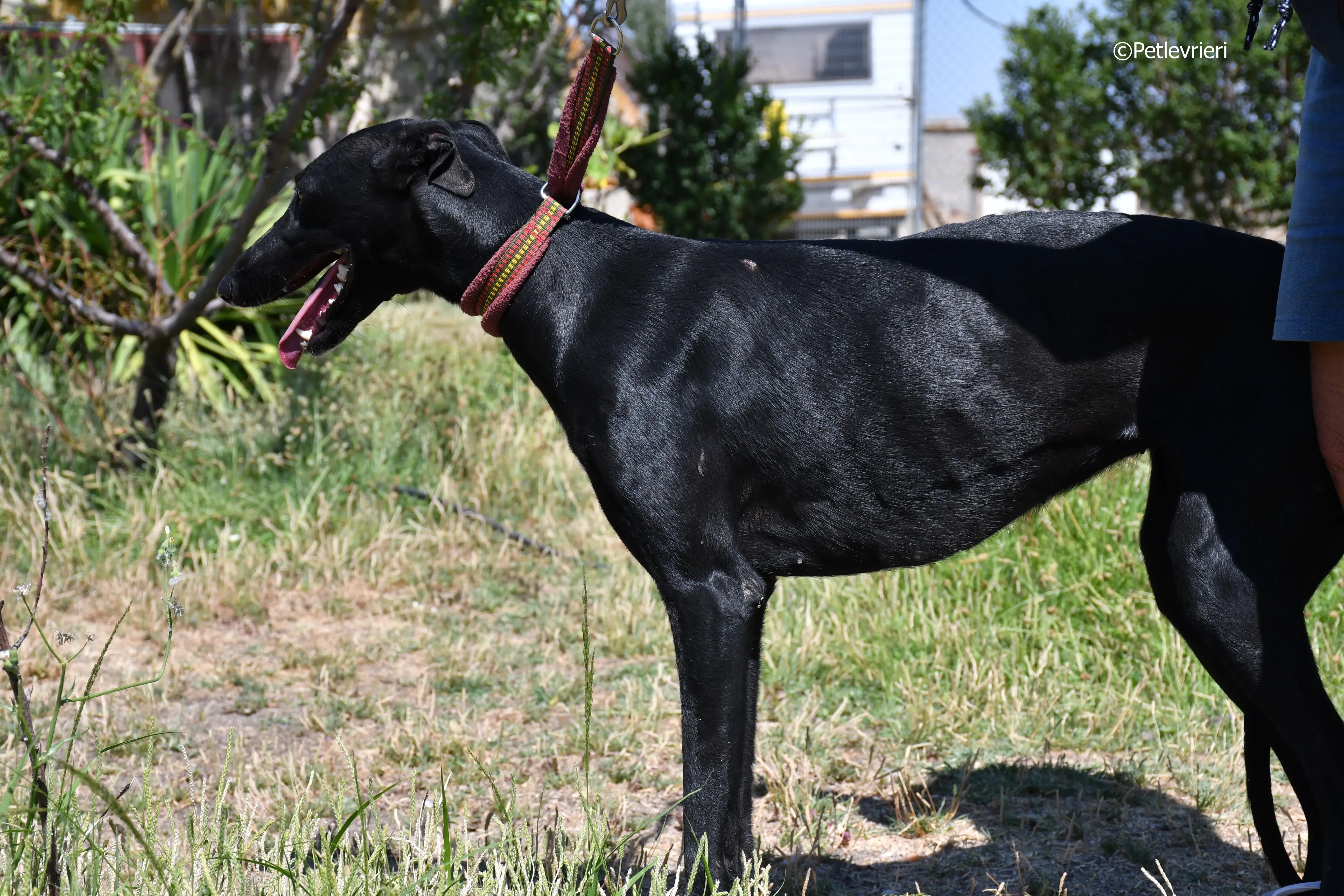 shamira adozione levrieri galgo 6