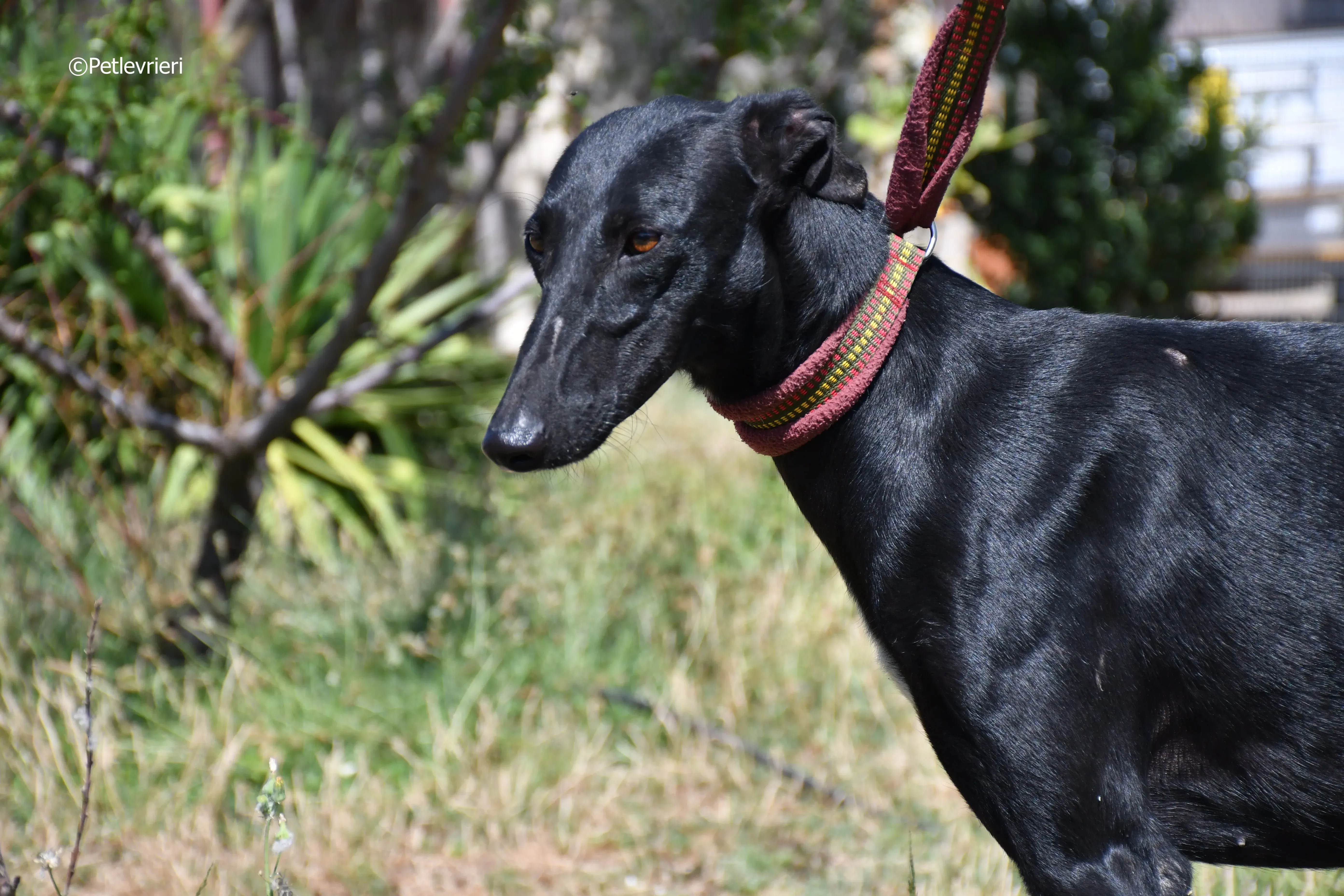 shamira adozione levrieri galgo 7