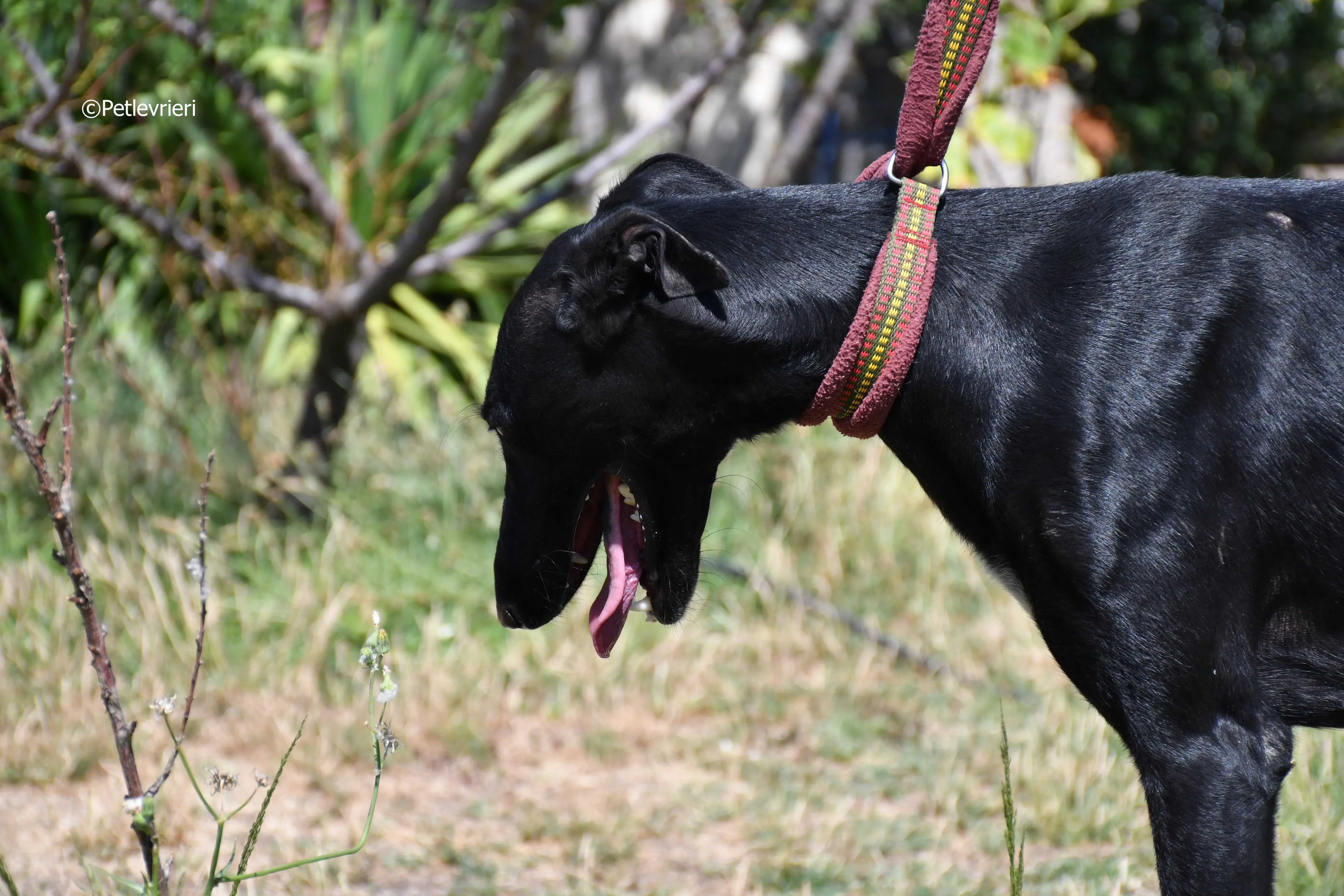 shamira adozione levrieri galgo 8