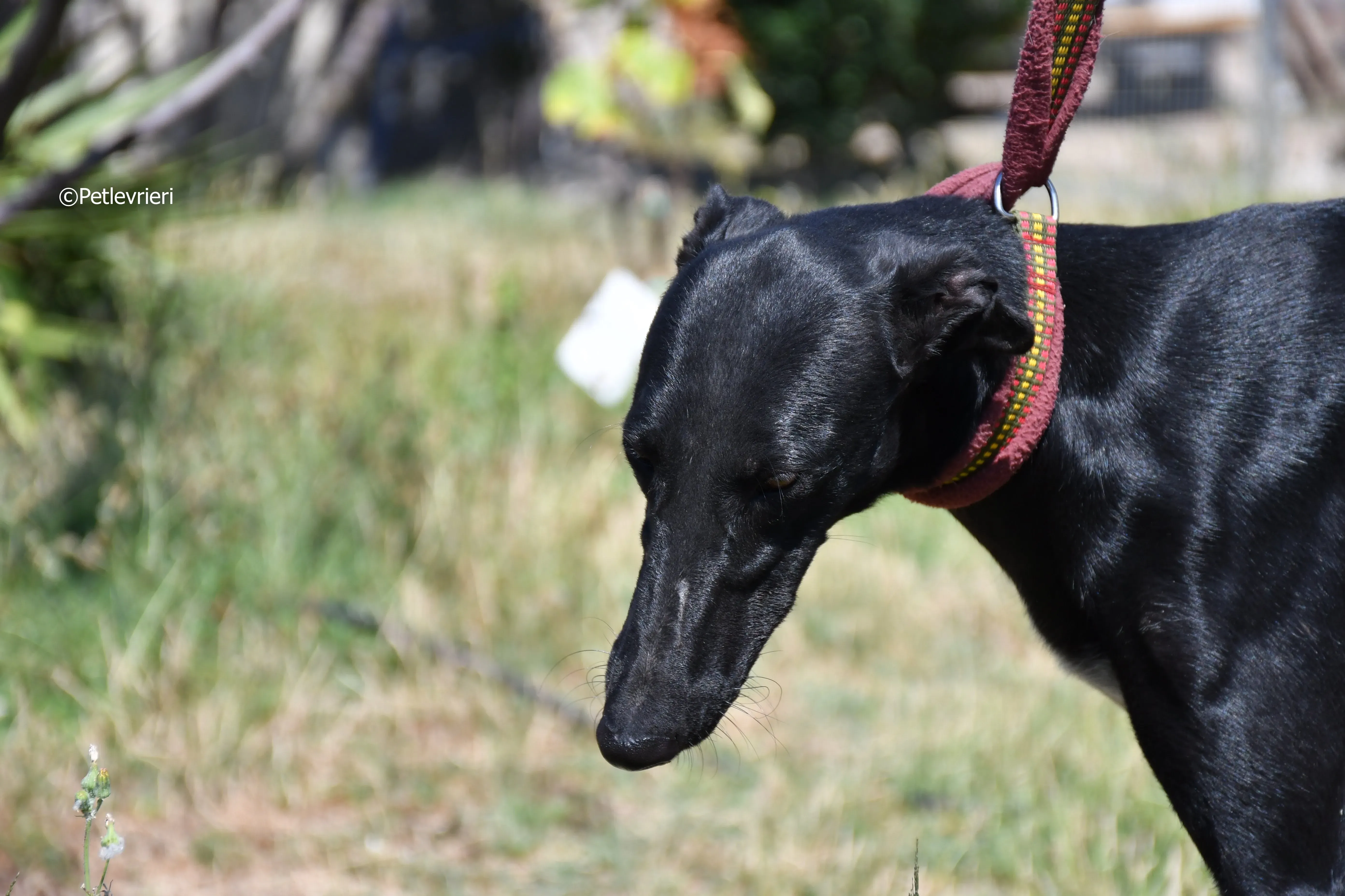 shamira adozione levrieri galgo 9