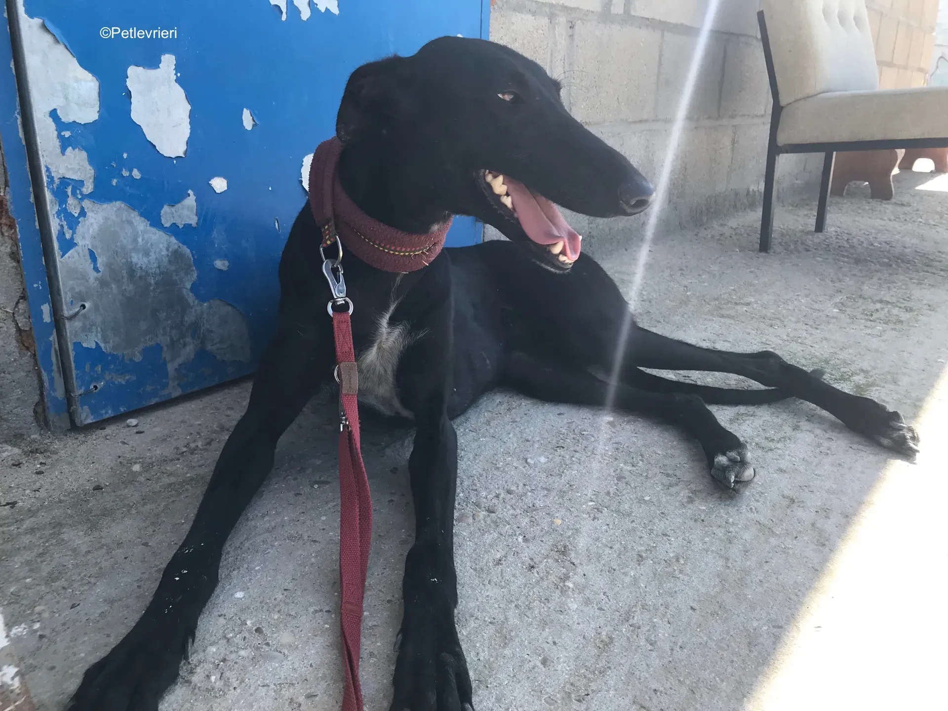 shamira adozione levrieri galgo