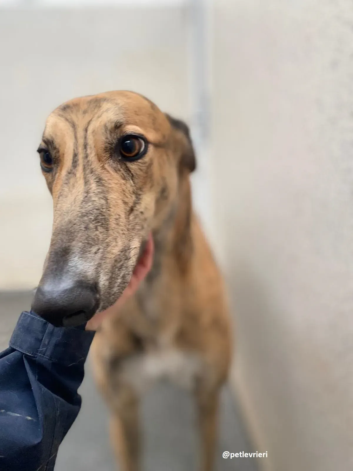 shay adozione greyhound 1