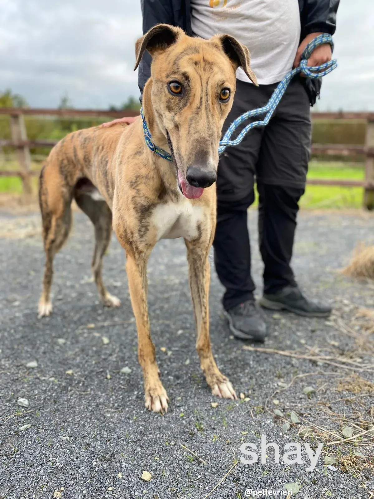 shay adozione greyhound 10