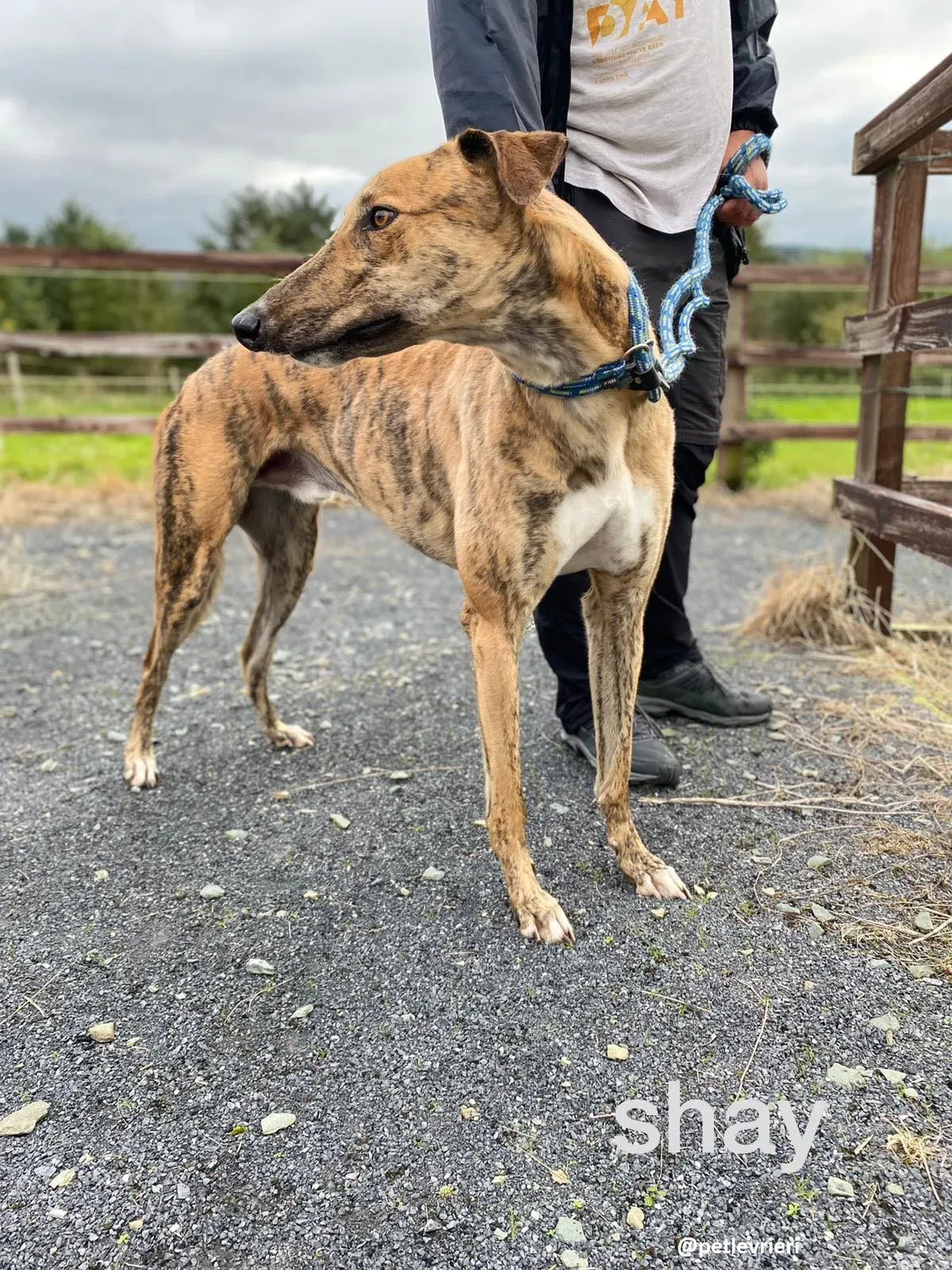 shay adozione greyhound 11