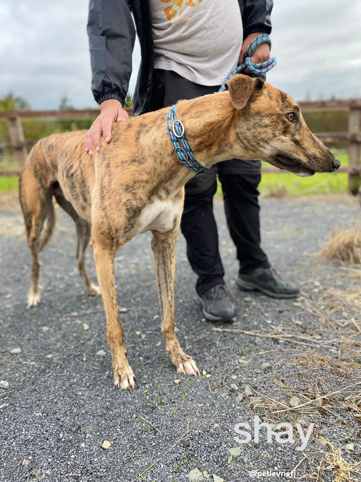 shay adozione greyhound 12