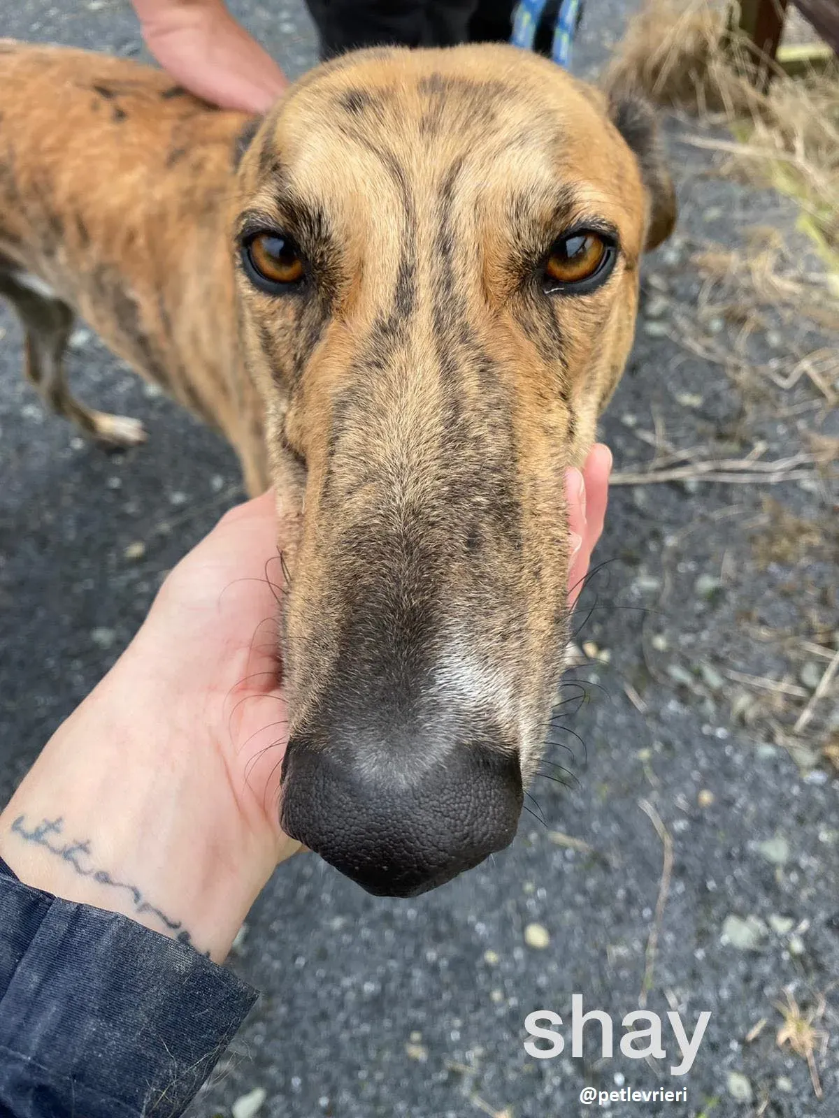 shay adozione greyhound 14