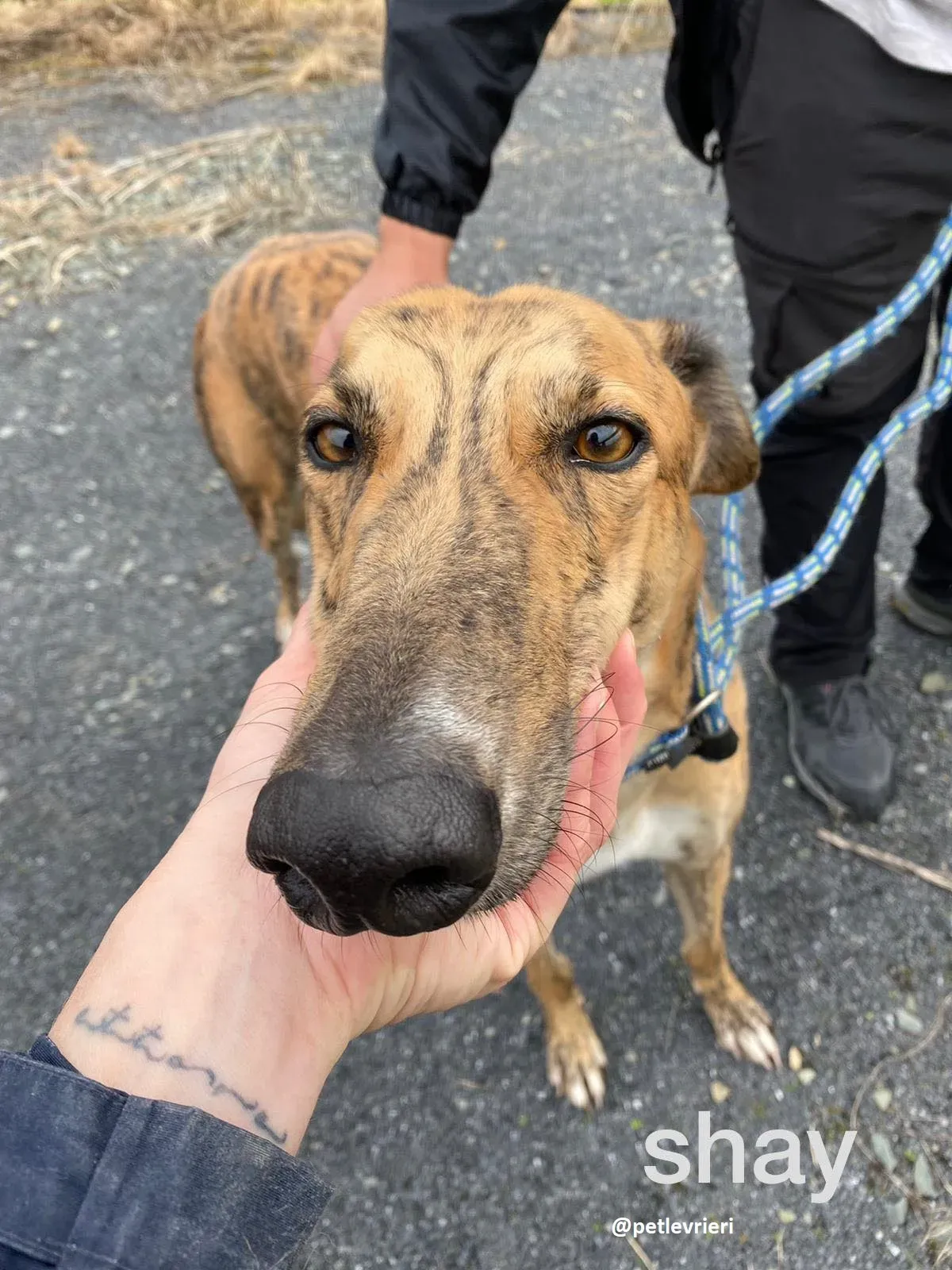 shay adozione greyhound 15