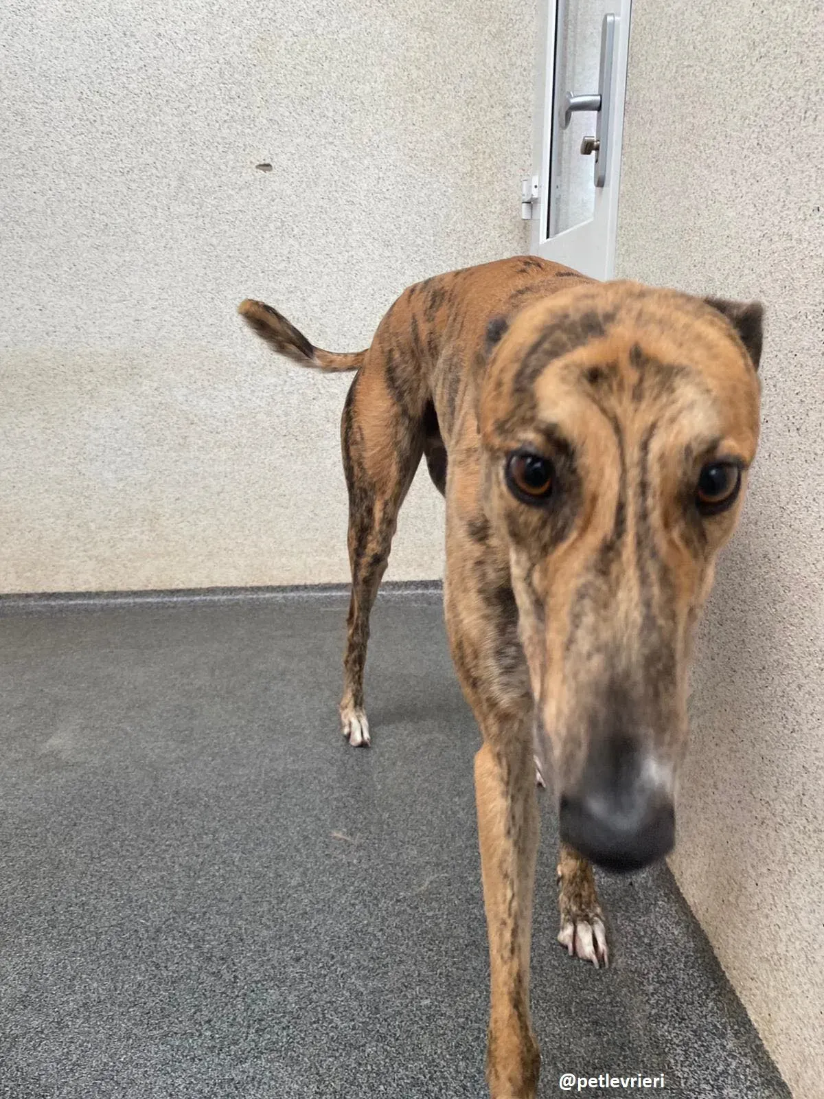 shay adozione greyhound 2