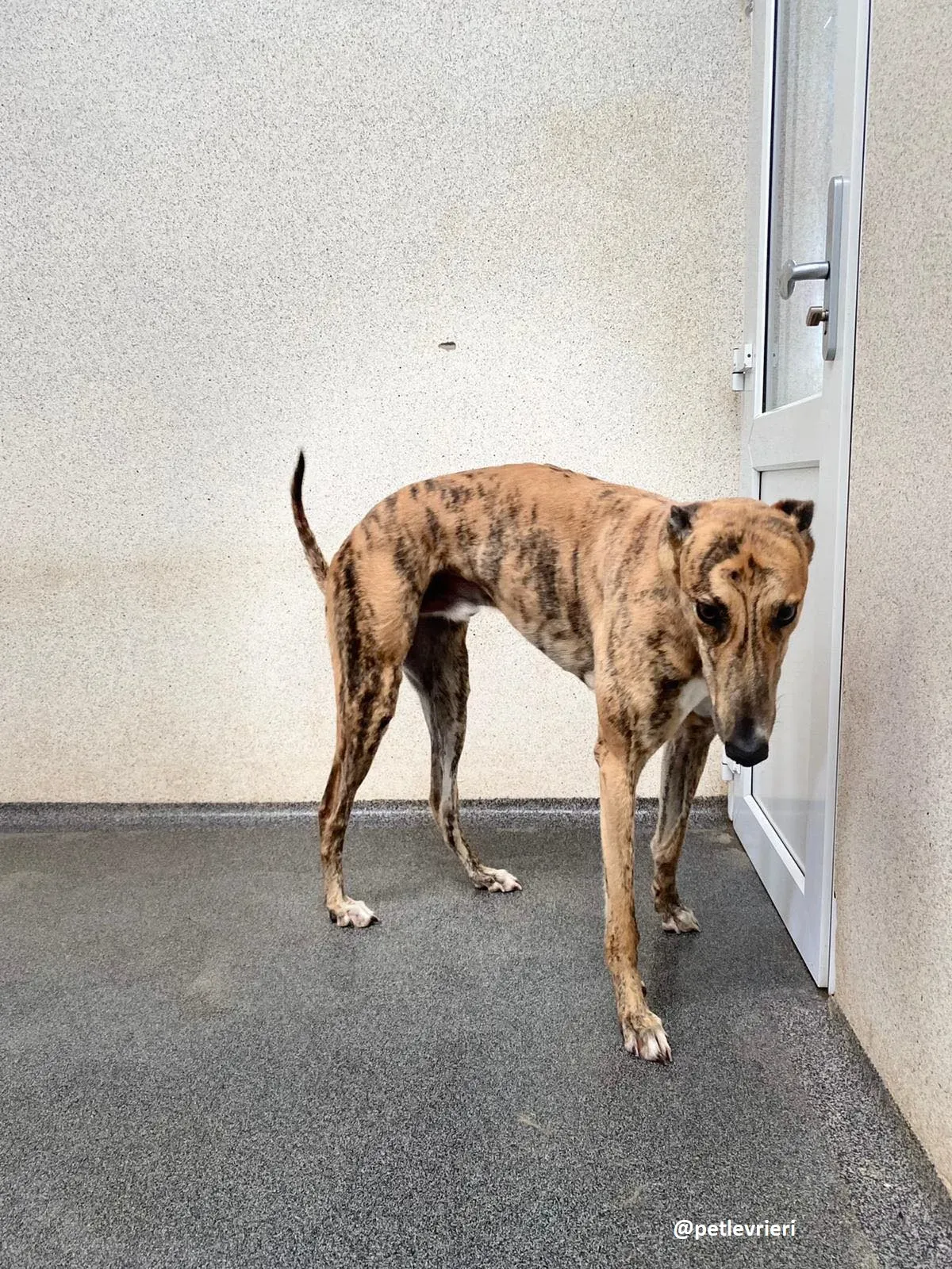 shay adozione greyhound 3