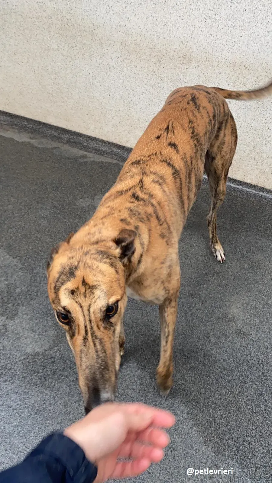 shay adozione greyhound 4