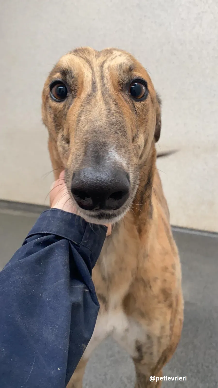 shay adozione greyhound 5