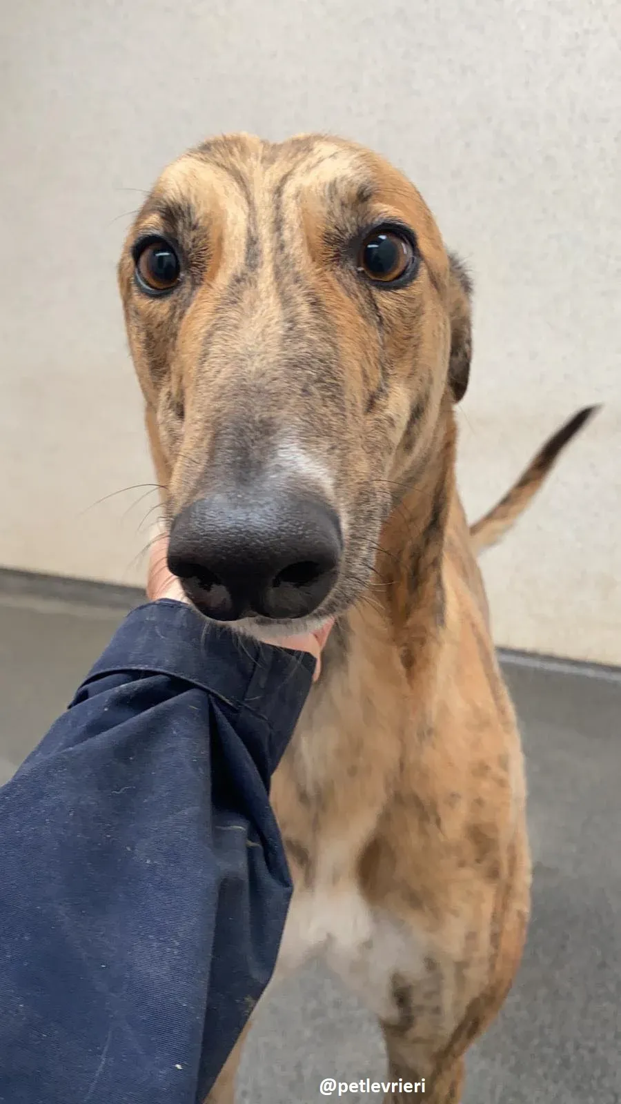 shay adozione greyhound 6