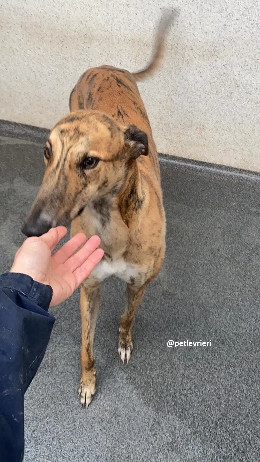 shay adozione greyhound 7