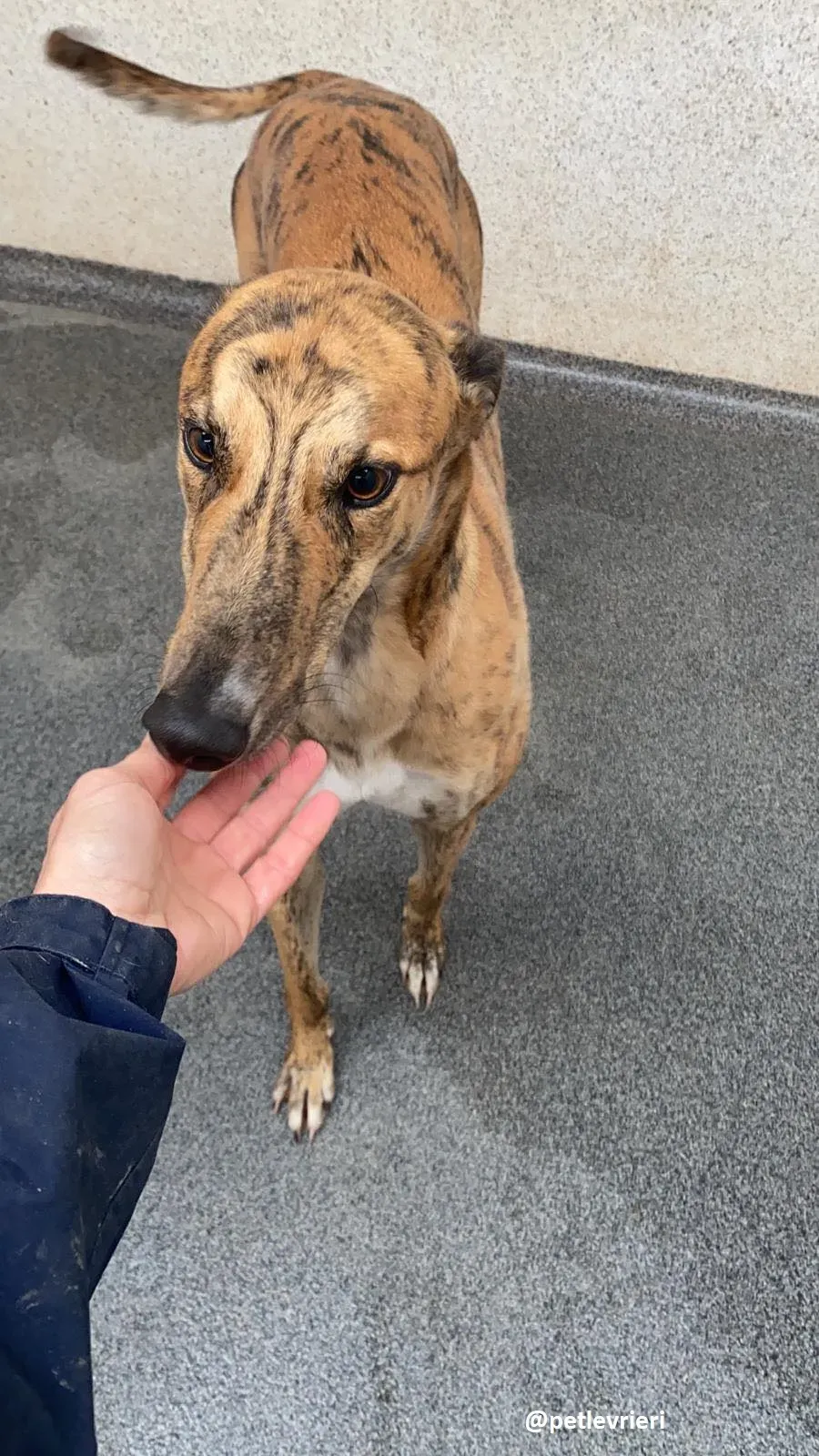 shay adozione greyhound 8