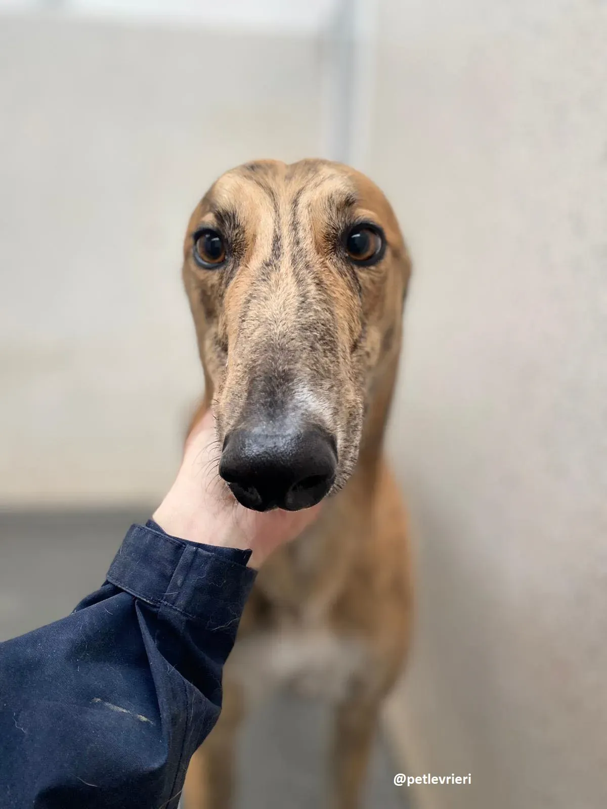 shay adozione greyhound