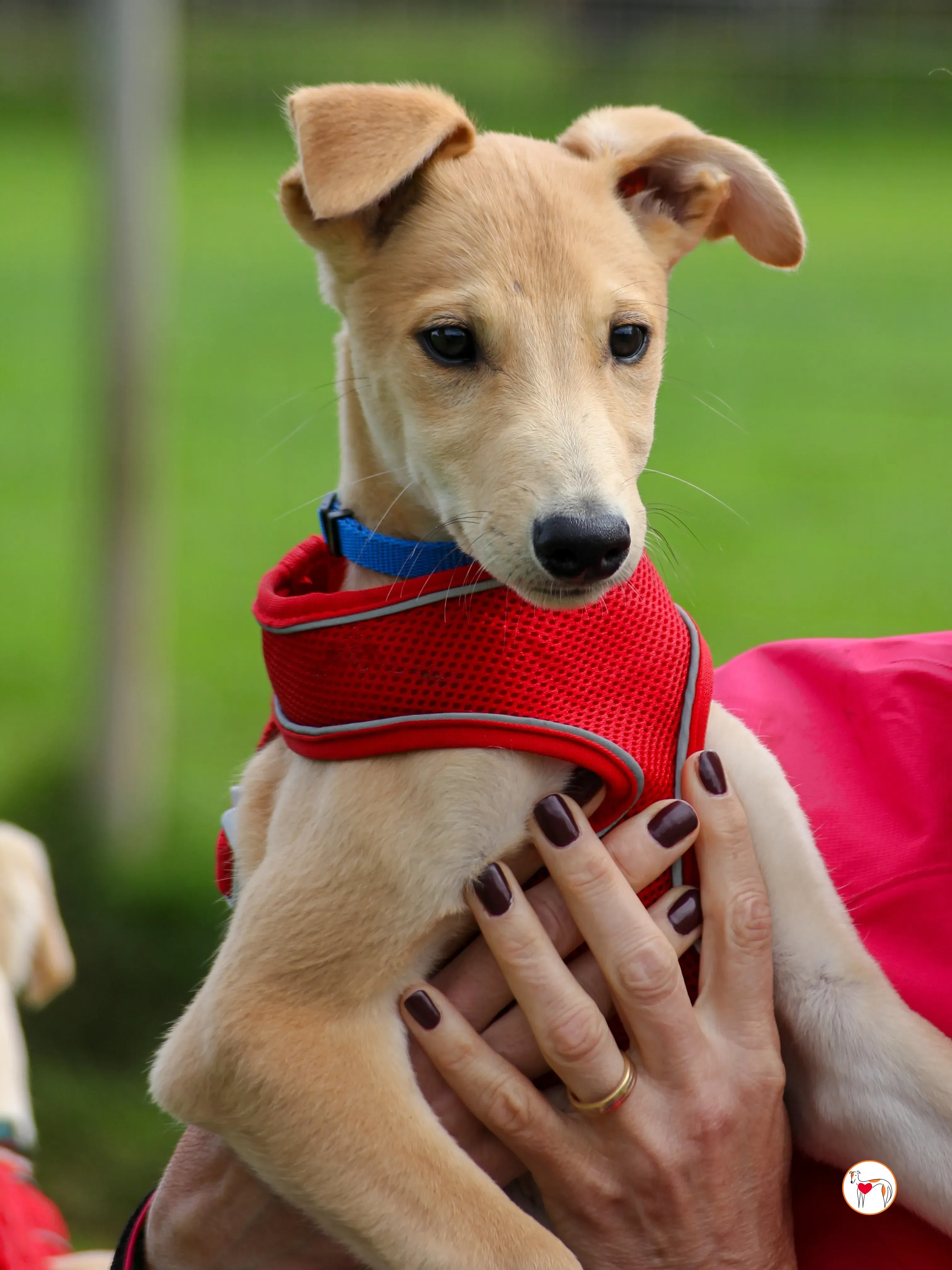 shay grey cucciolo adozione 01 2