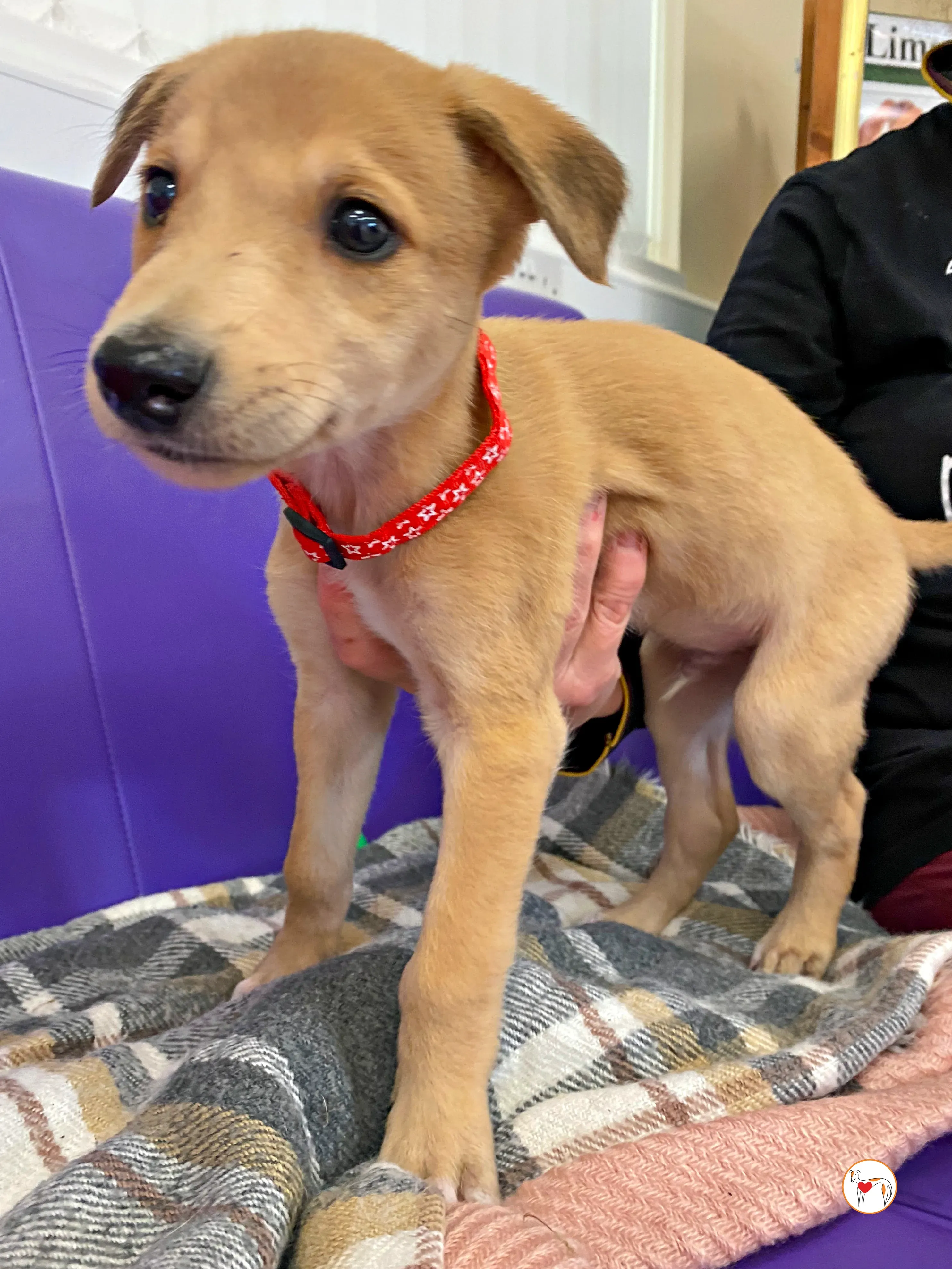 shay grey cucciolo adozione 01