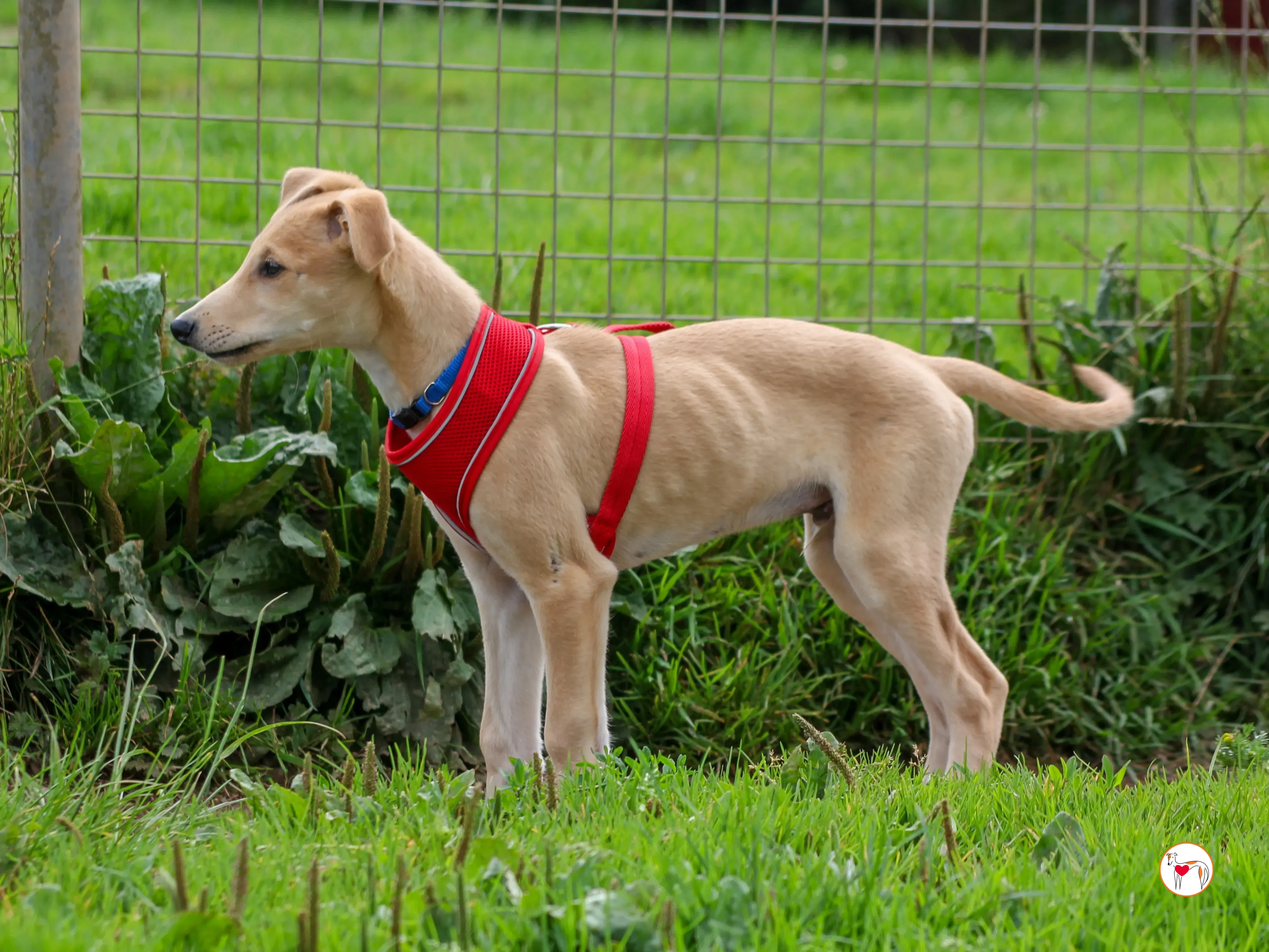 shay grey cucciolo adozione 02 2