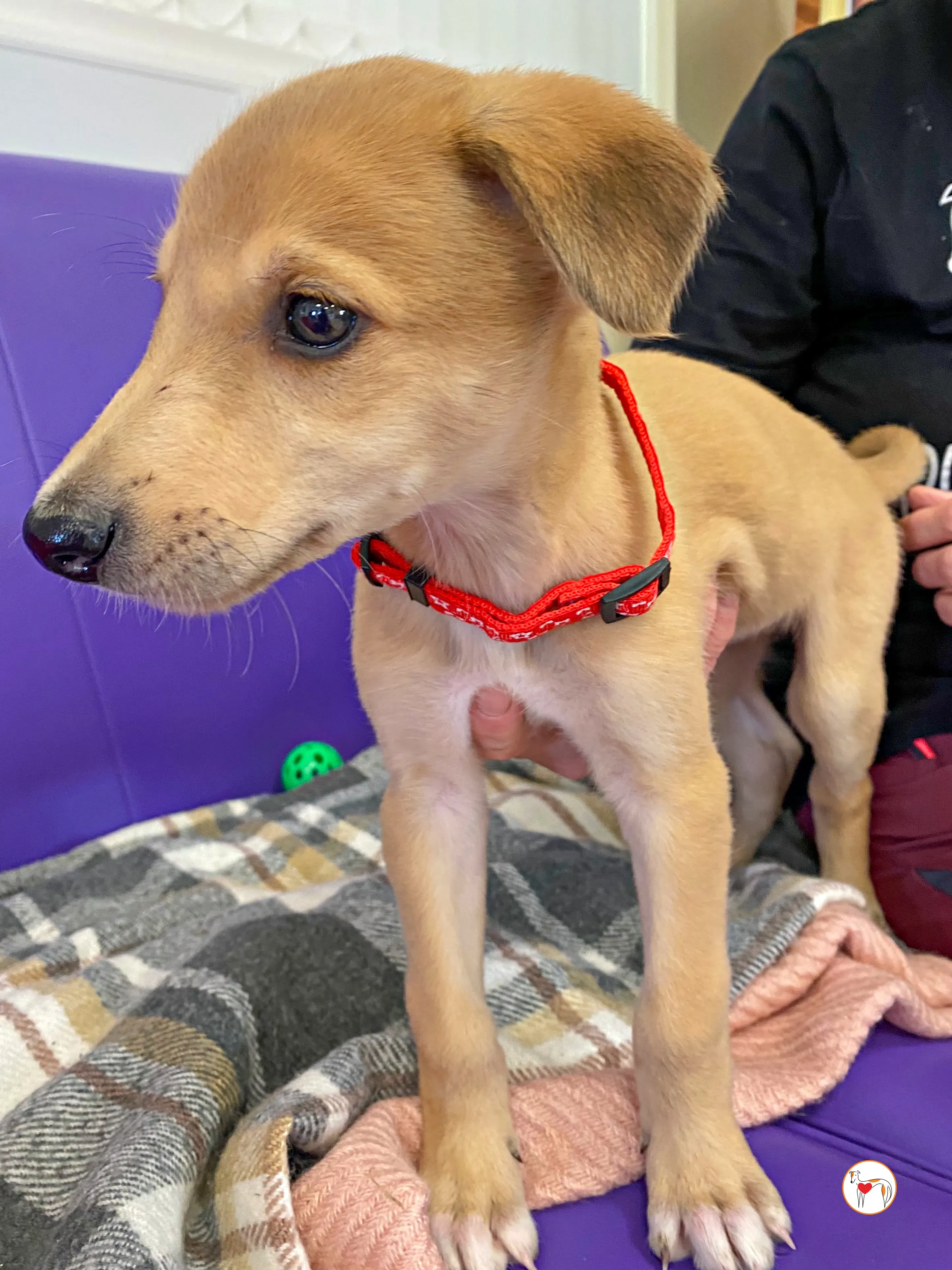 shay grey cucciolo adozione 02