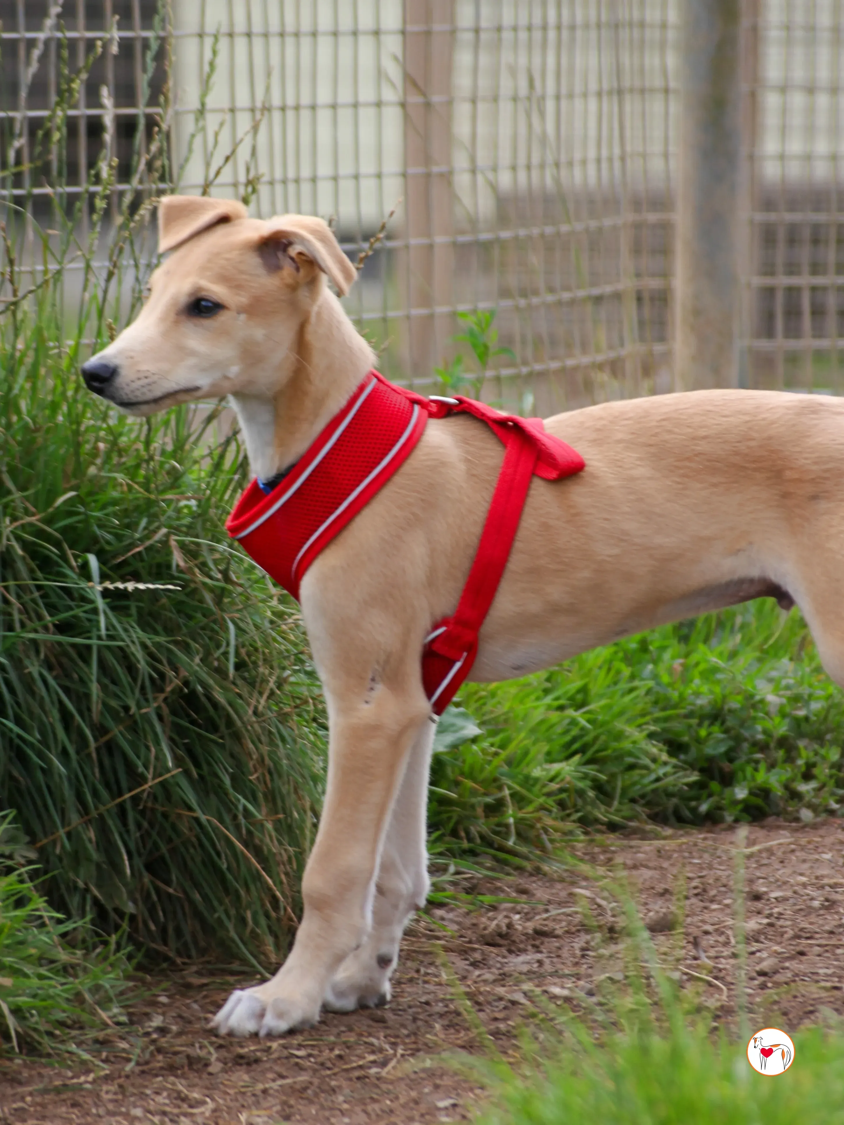 shay grey cucciolo adozione 03 2