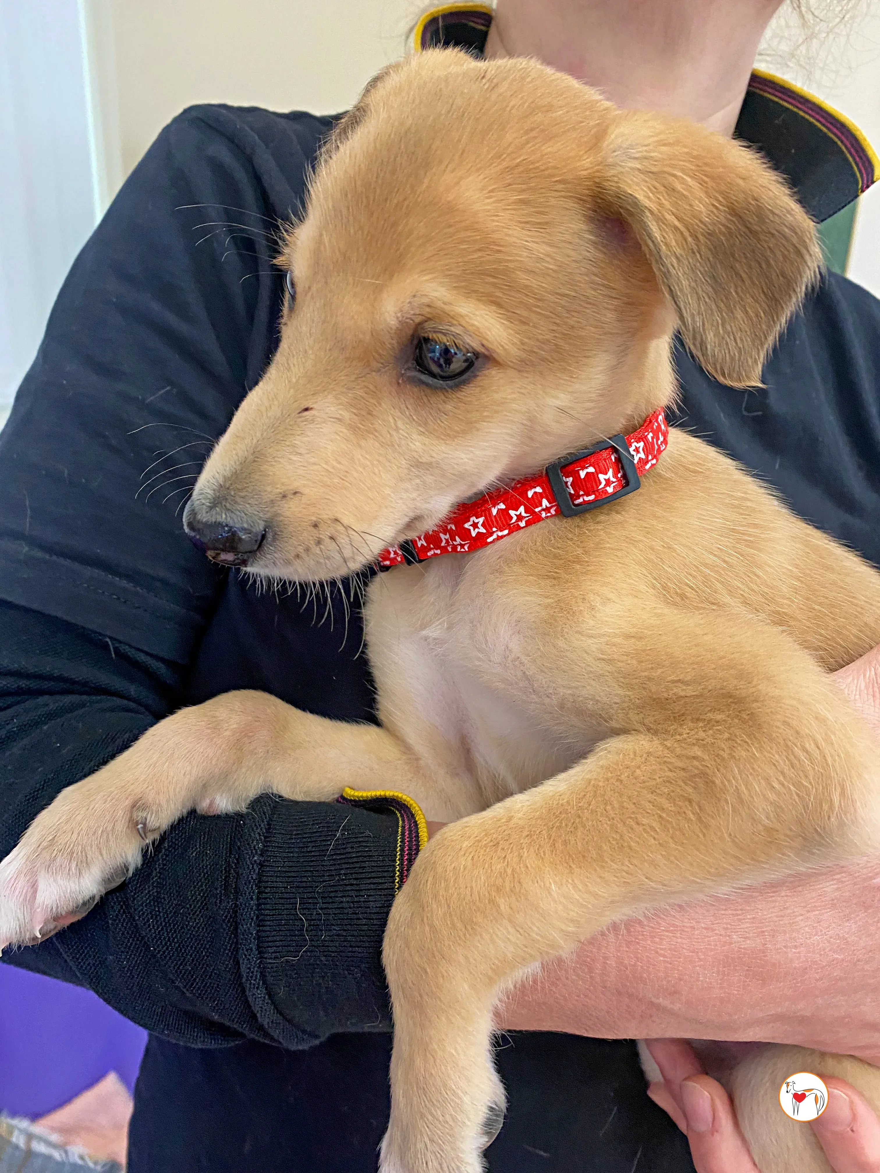 shay grey cucciolo adozione 03