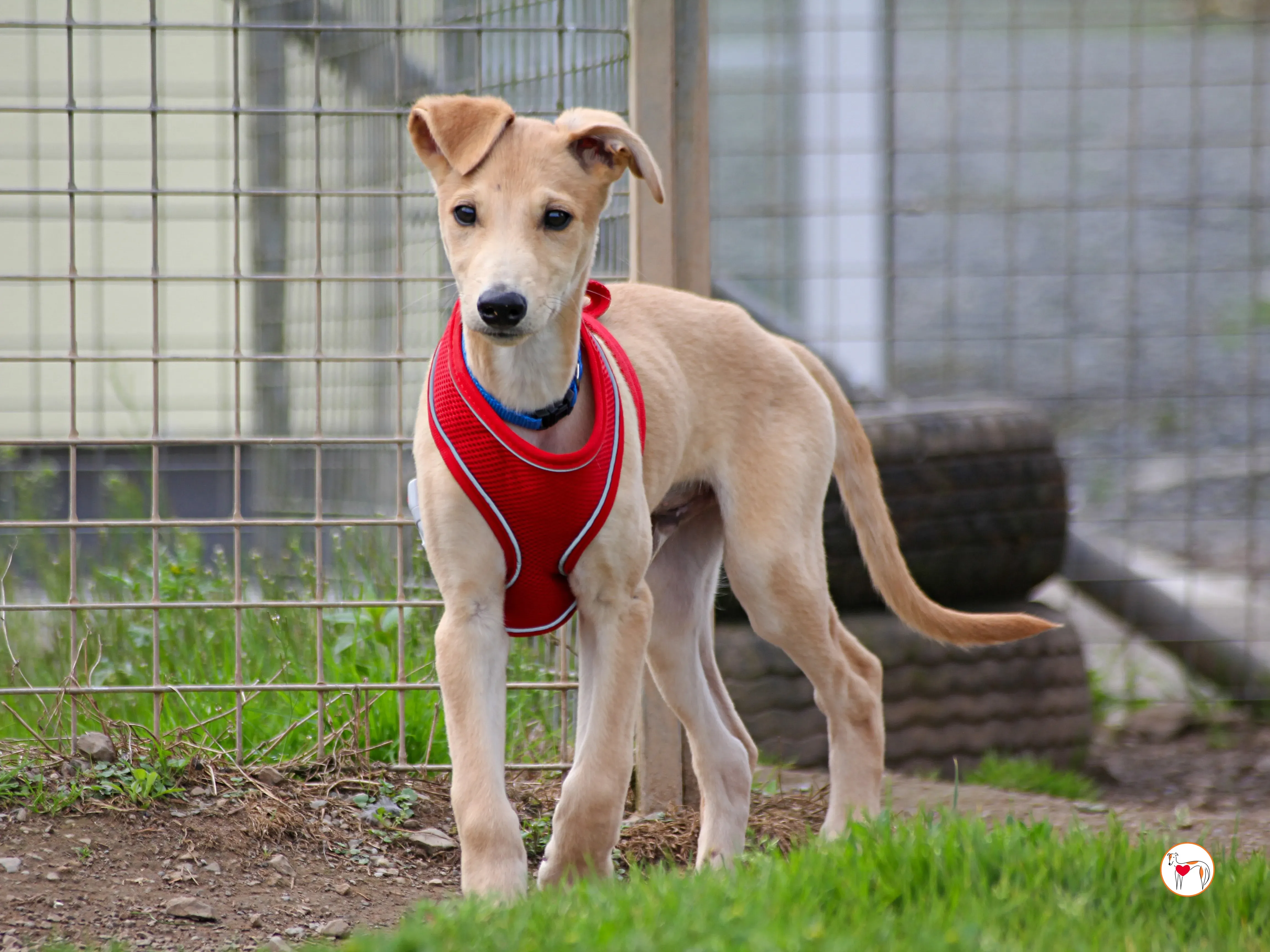 shay grey cucciolo adozione 04 2