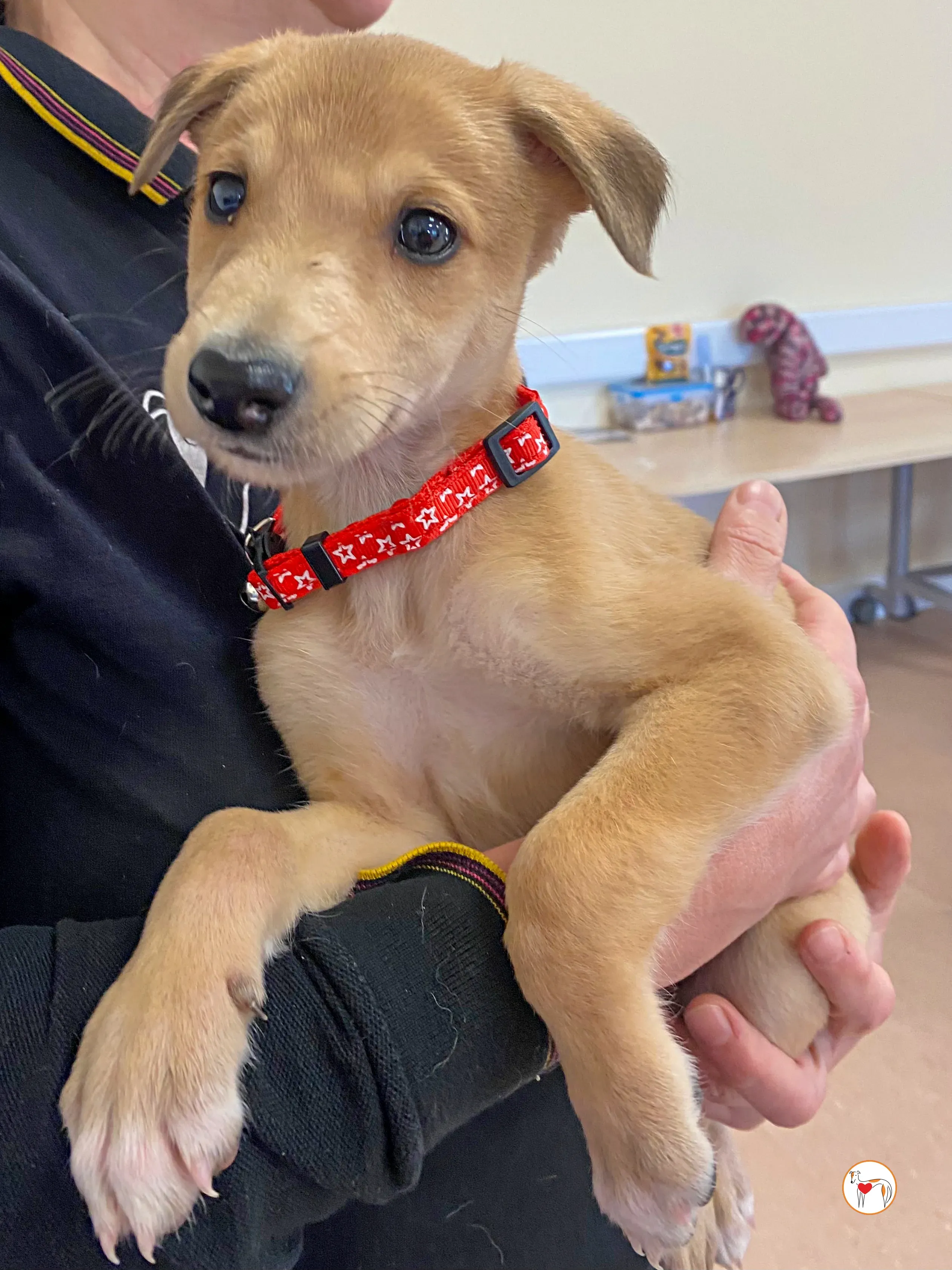 shay grey cucciolo adozione 04