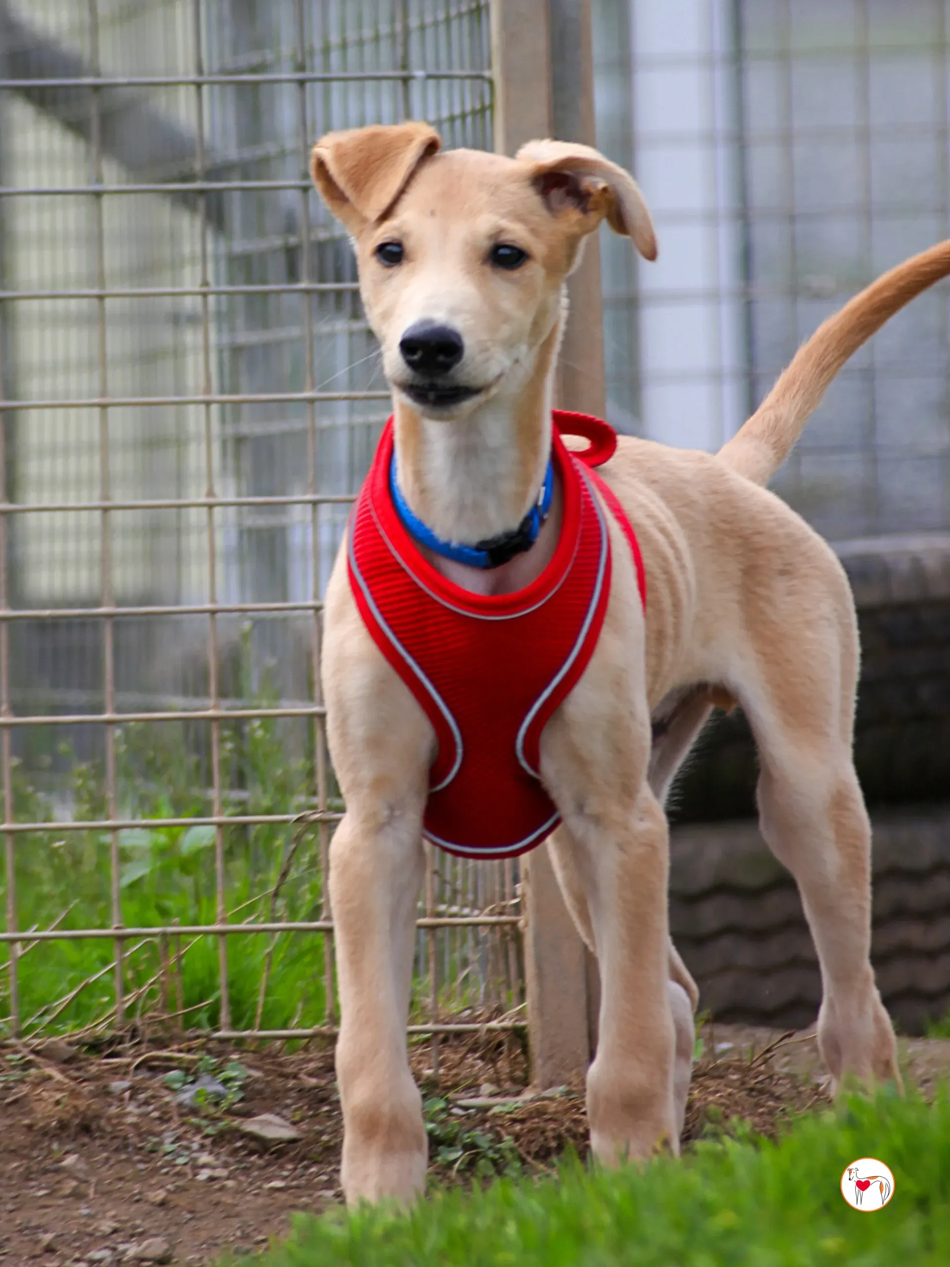 shay grey cucciolo adozione 05 2 scaled