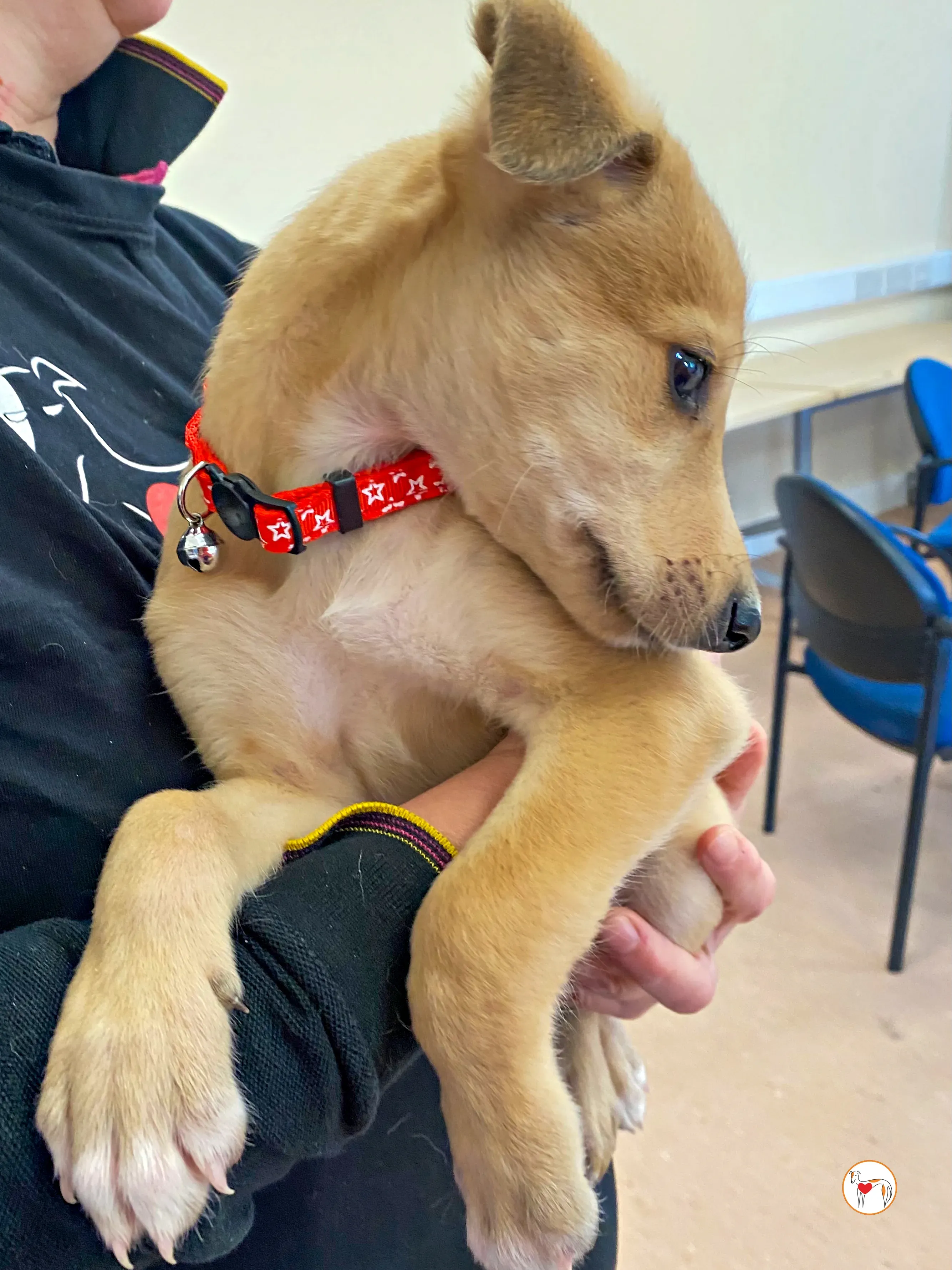 shay grey cucciolo adozione 05