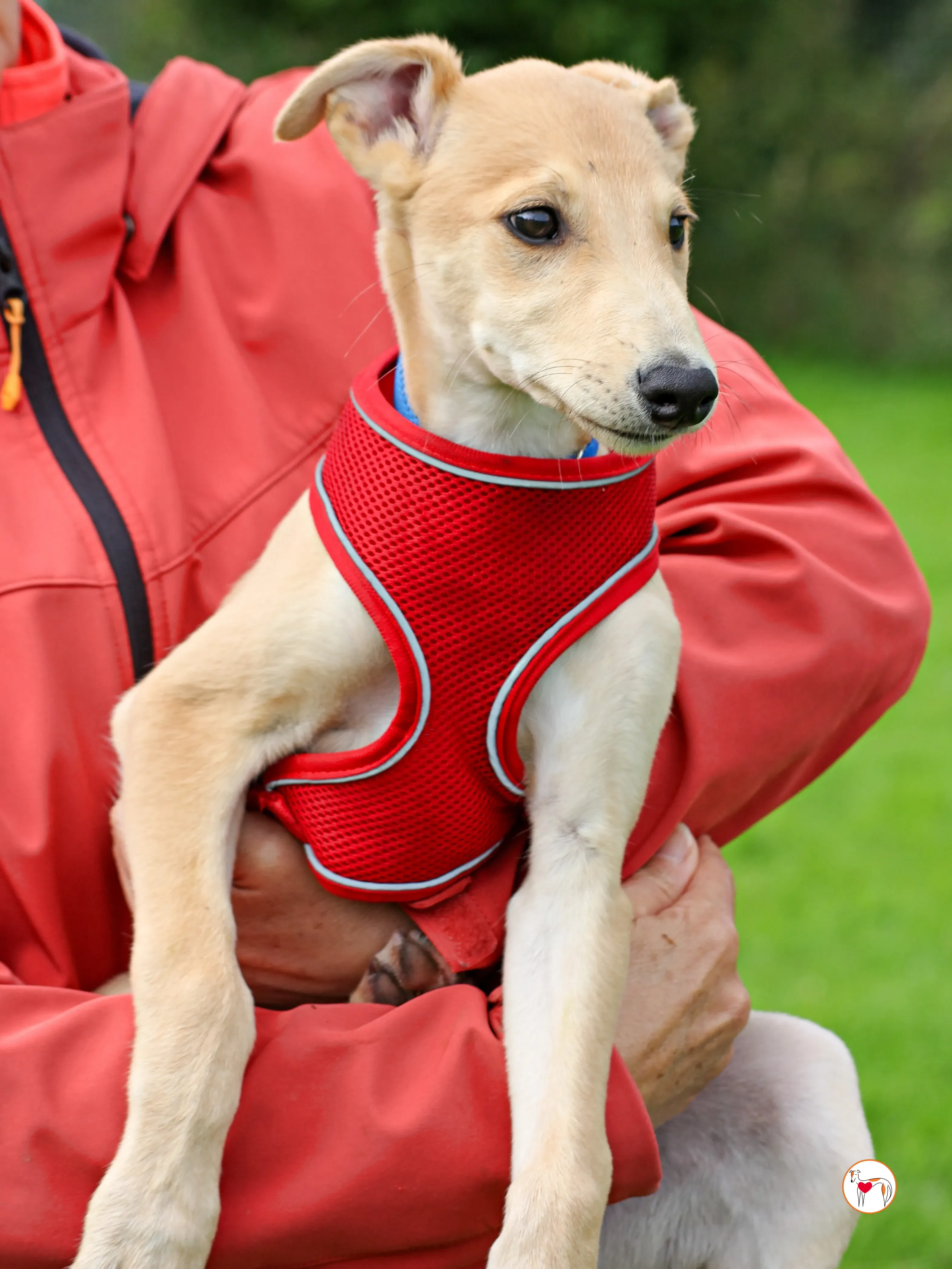 shay grey cucciolo adozione 06 2