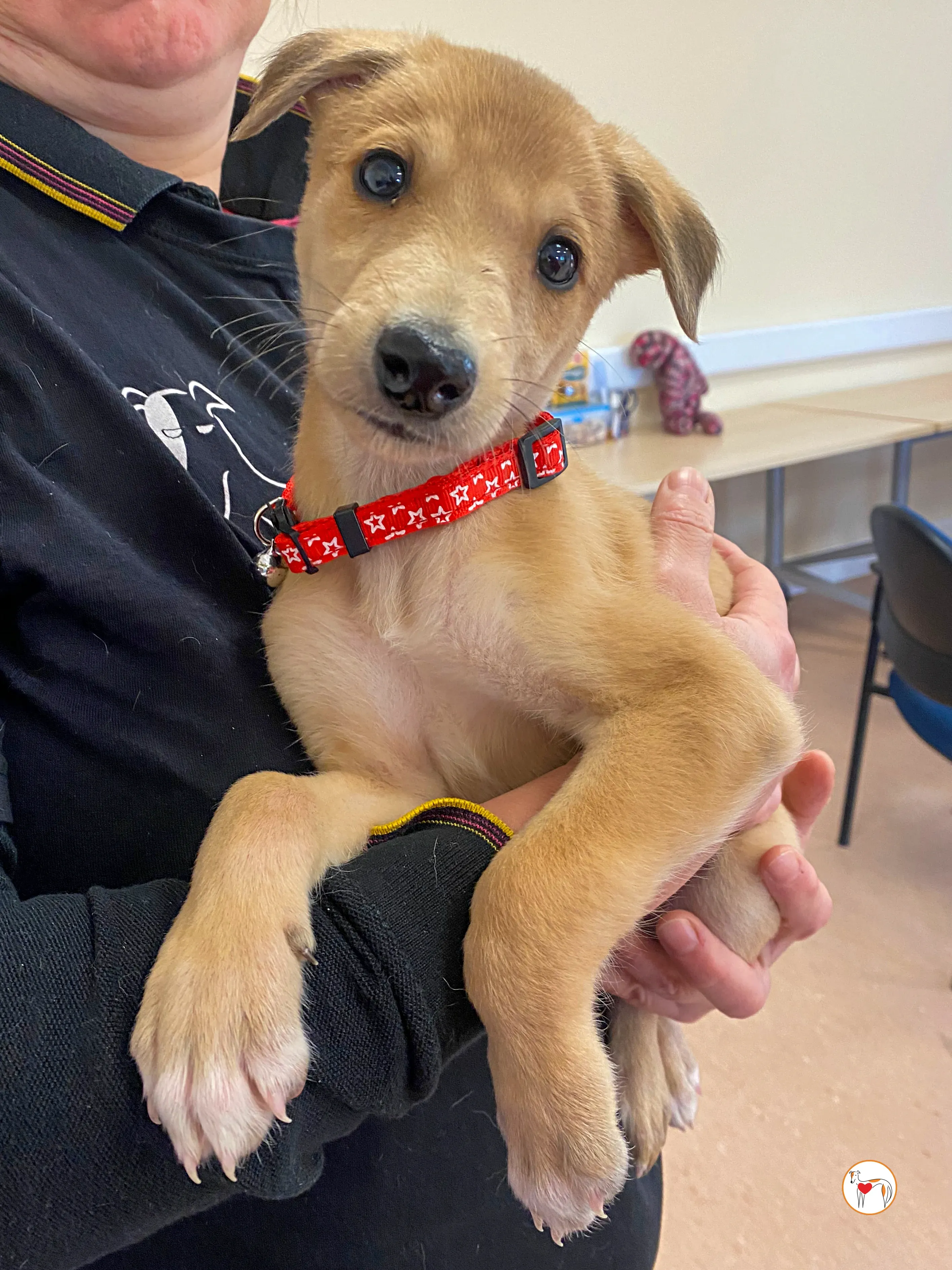 shay grey cucciolo adozione 06