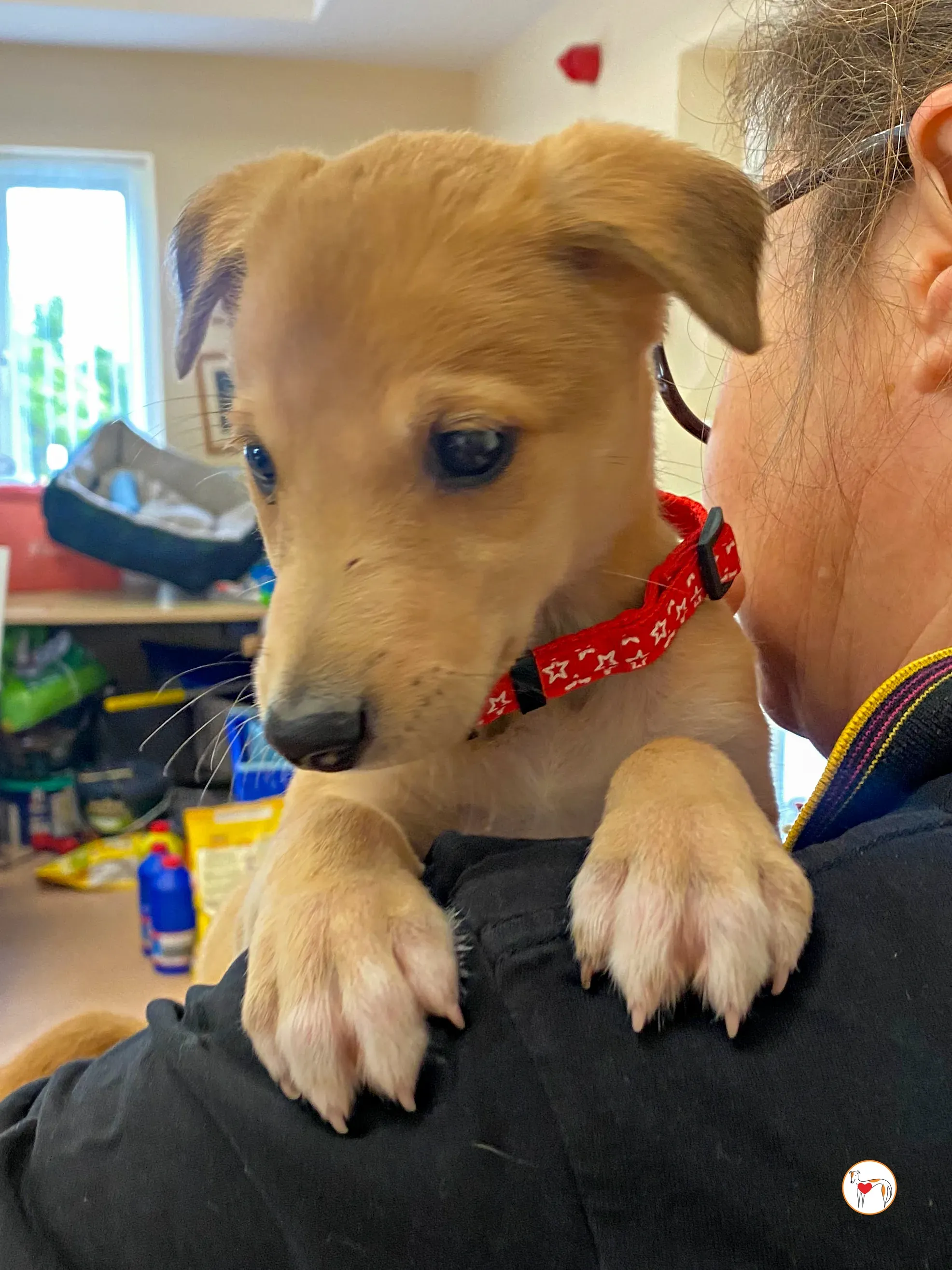 shay grey cucciolo adozione 07