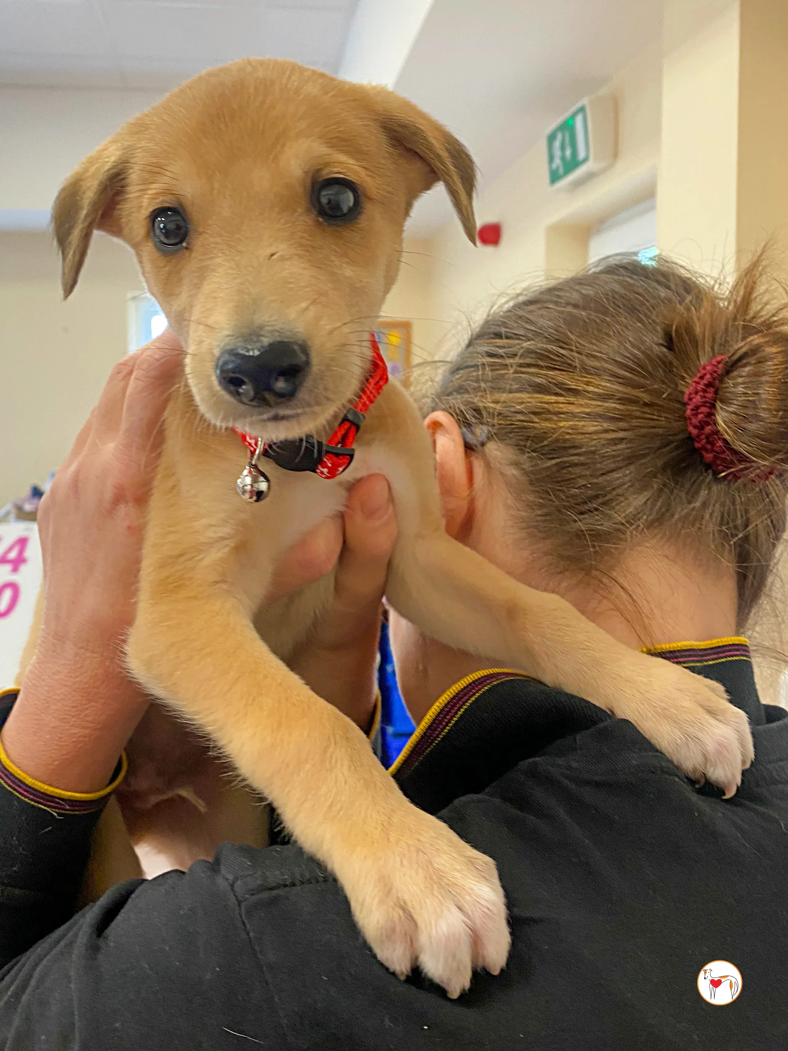 shay grey cucciolo adozione 08