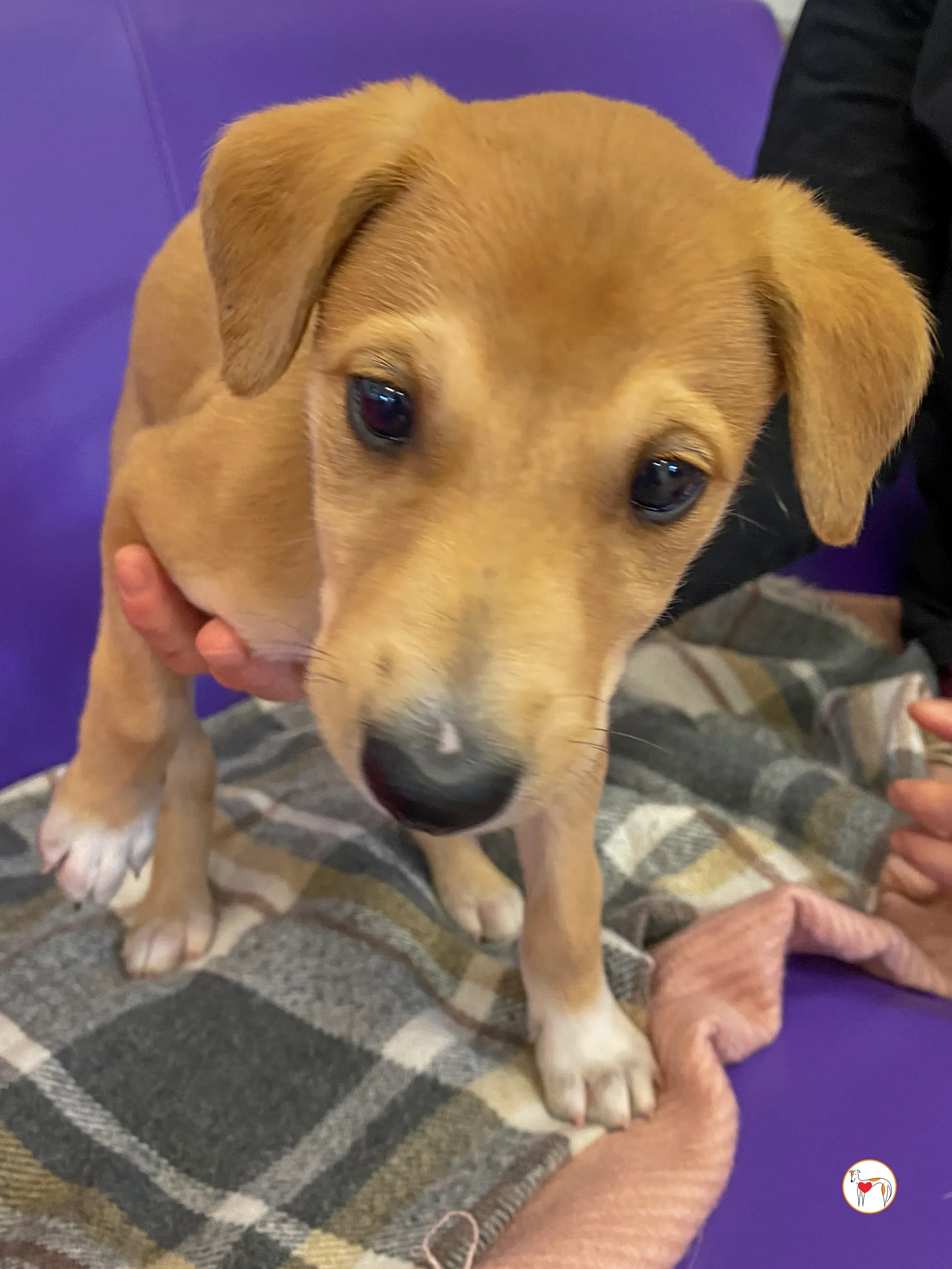 shay grey cucciolo adozione 09