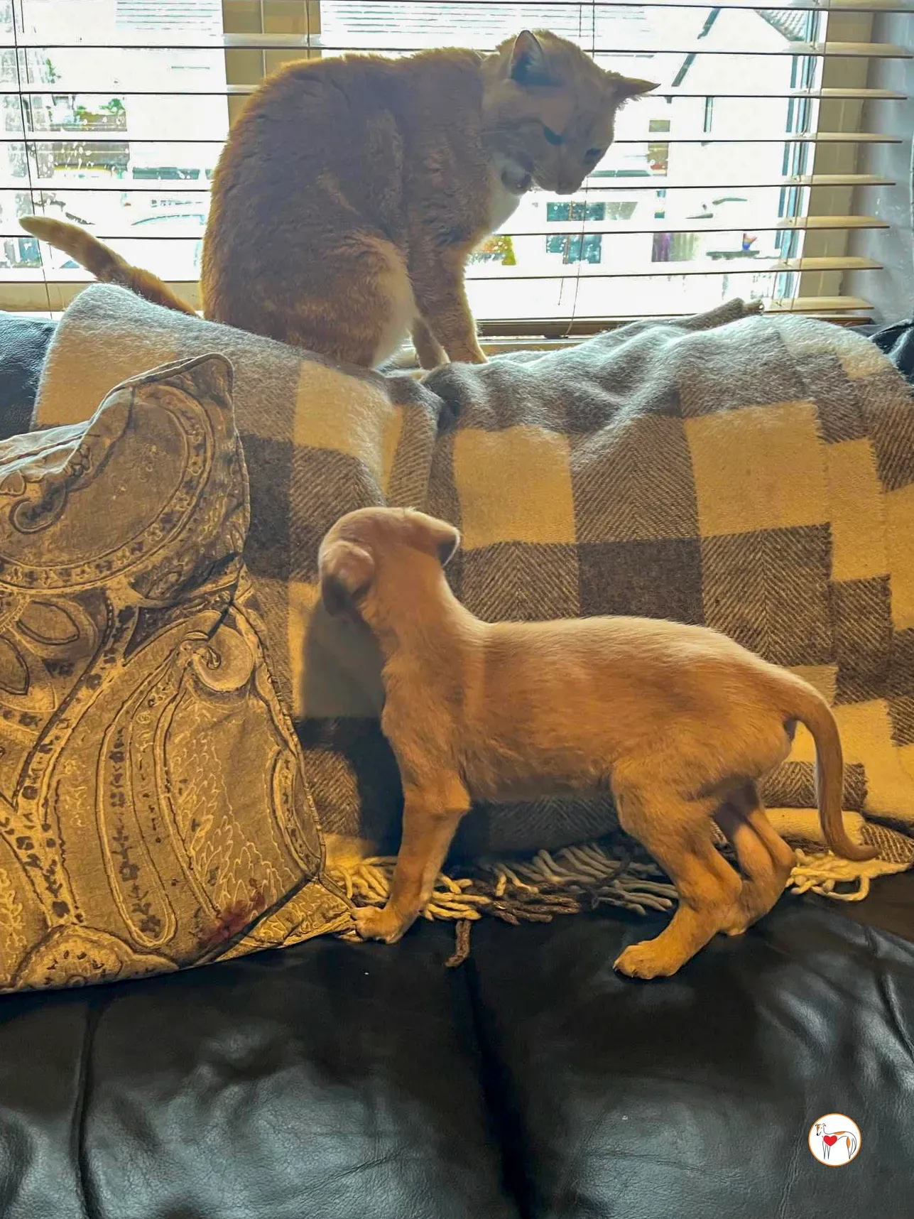 shay grey cucciolo adozione 10