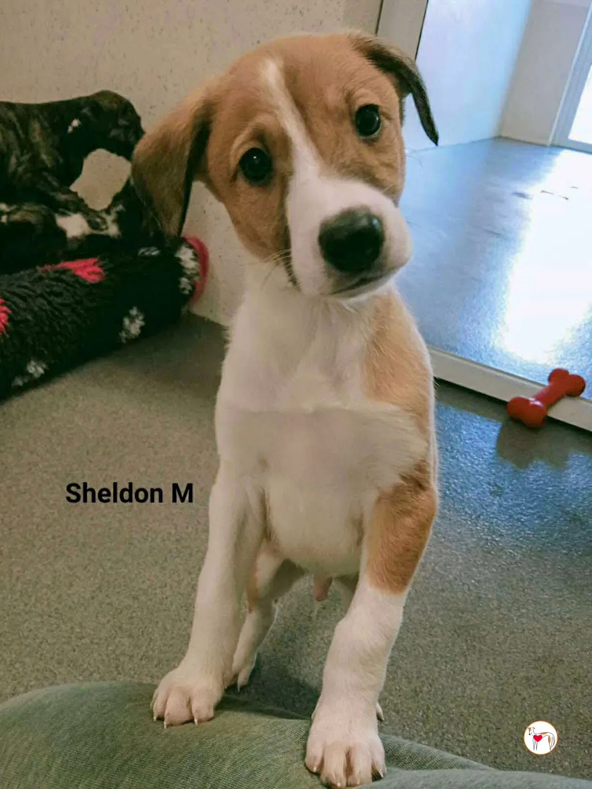 sheldon grey cucciolo adozione 1