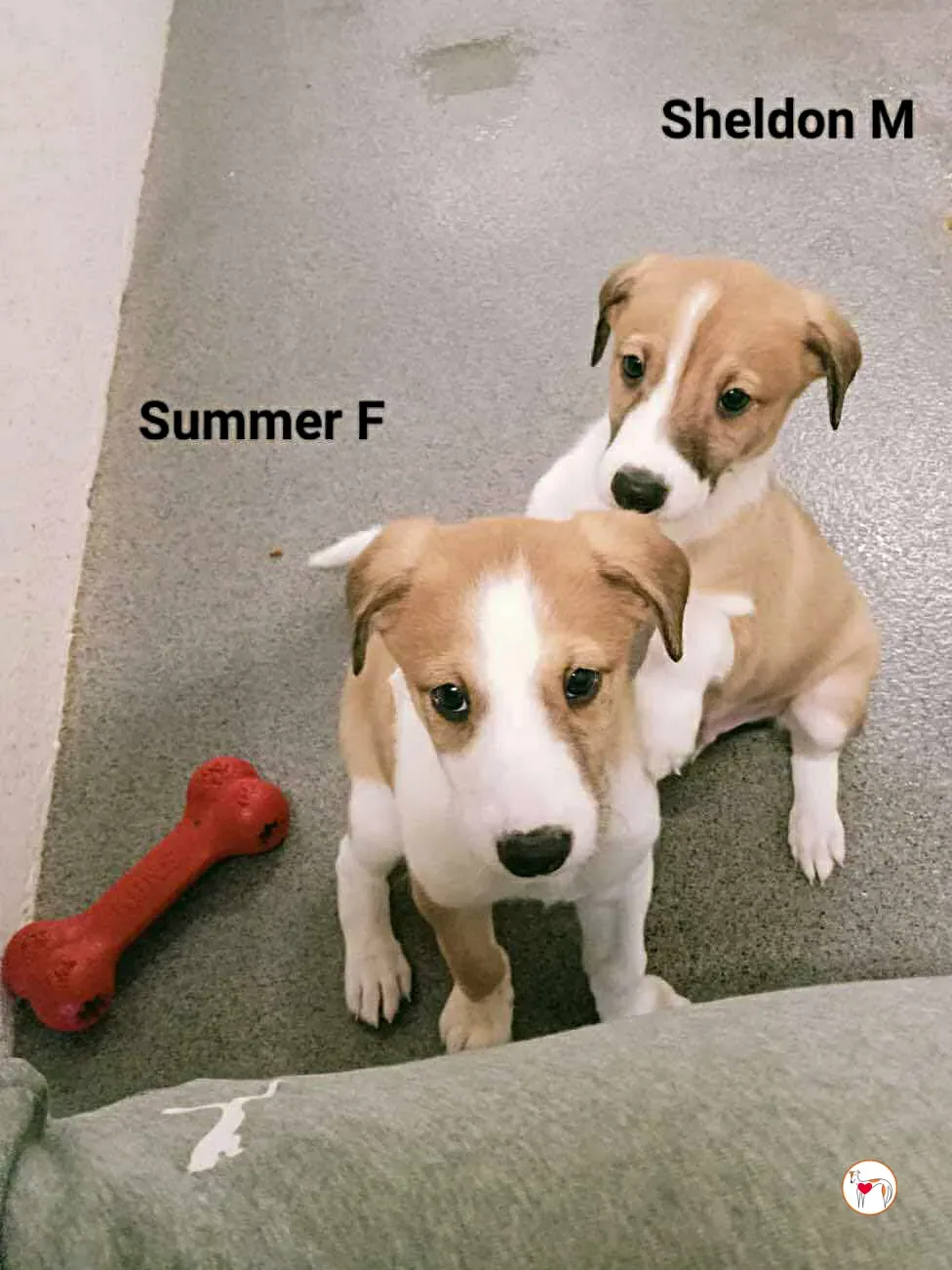 sheldon grey cucciolo adozione 2