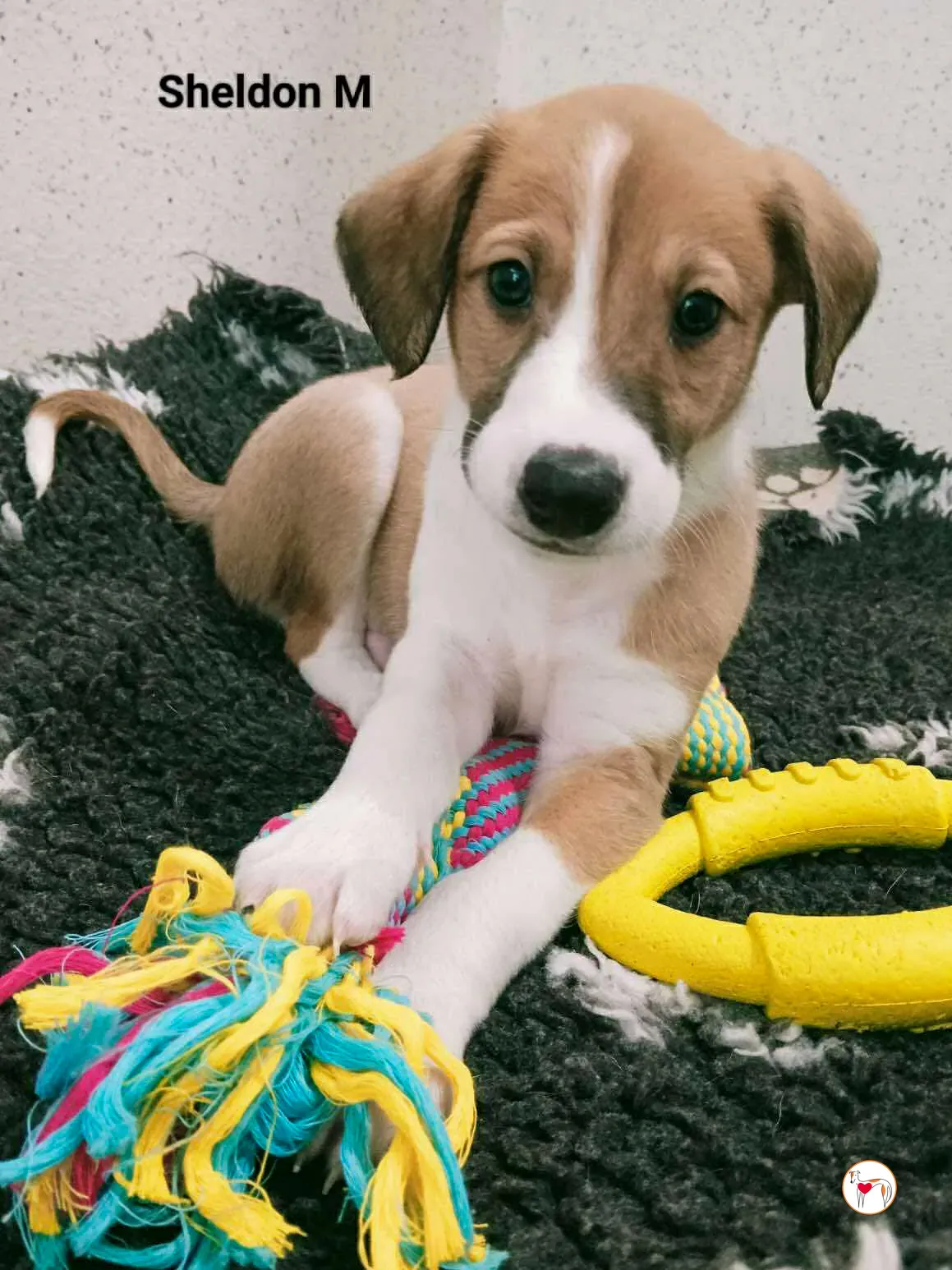 sheldon grey cucciolo adozione 3