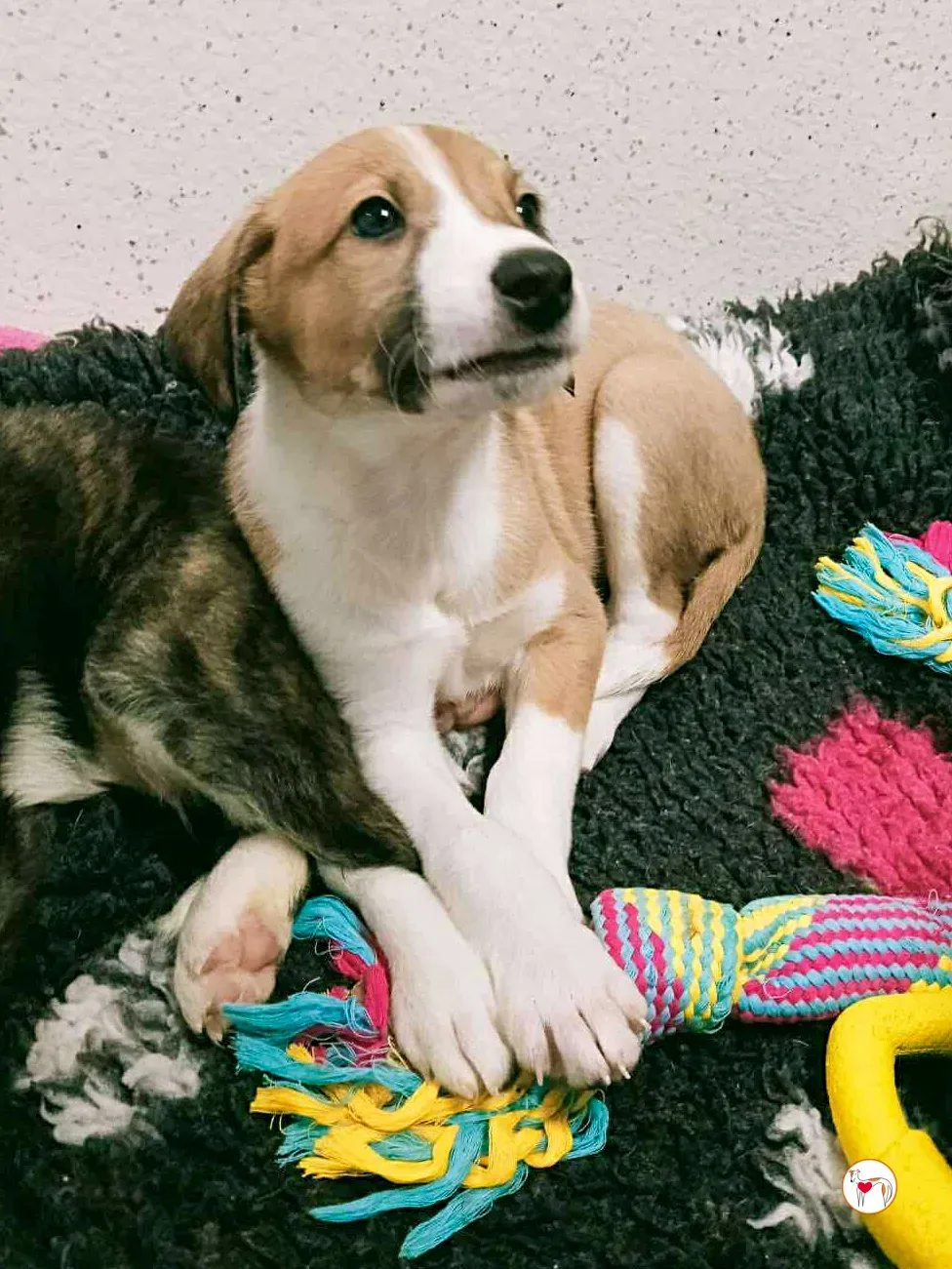 sheldon grey cucciolo adozione 4